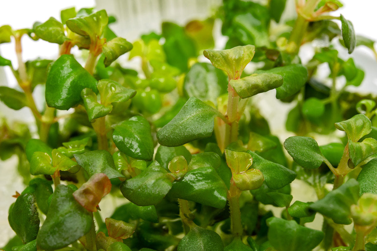 Aciotis Acuminifolia Plant - Rare Tropical Houseplant for Indoor Gardens & Terrariums | Perfect for Home Decor, Office Spaces, and Botanical Collections
