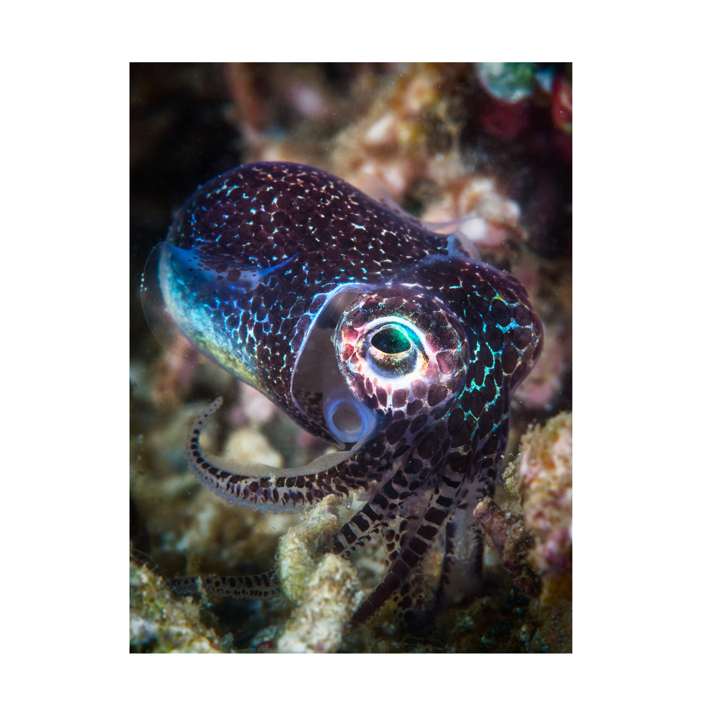 Trademark Fine Art 'Baby Cuttlefish' Canvas Wall Art Print by Barathieu Gabriel - Modern Ocean Themed Decor for Living Room, Nursery & Bedroom