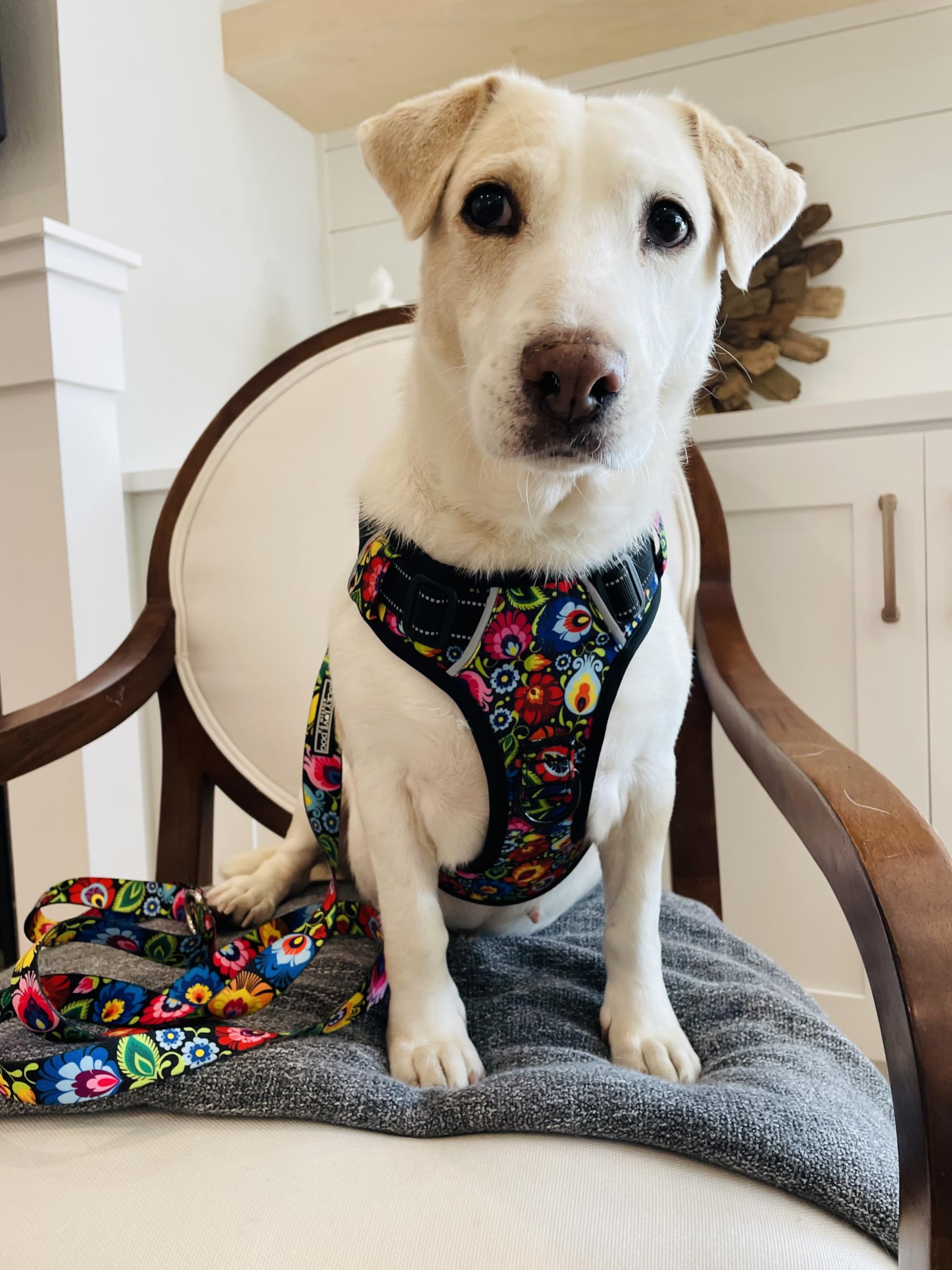 Lucky Love No Pull Dog Harness - Adjustable Pet Harness for Small Medium Large Dogs with Cute Floral Pattern (Blackbird, Small) | Perfect for Walking, Training & Outdoor Adventures