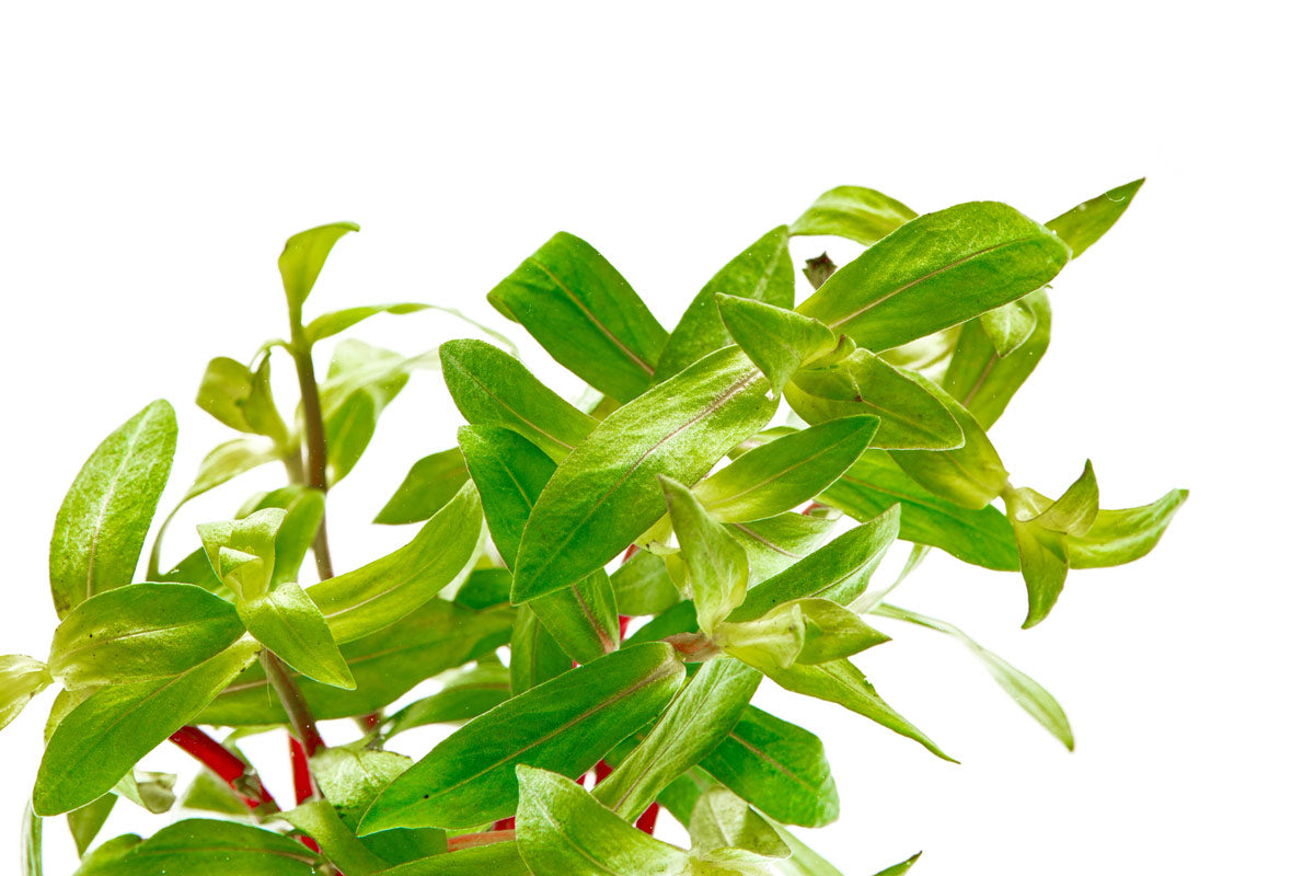 Nesaea Crassicaulis Aquatic Plant for Freshwater Aquariums | Live Aquarium Plants for Fish Tanks | Perfect for Aquascaping and Natural Habitat Setup