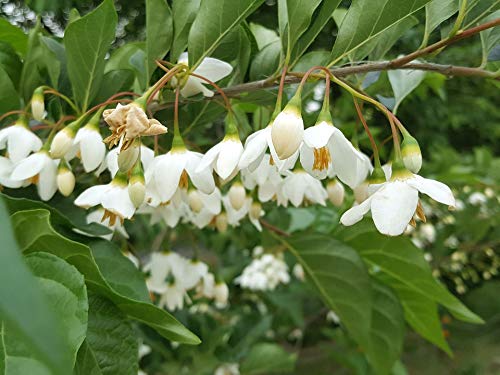 20x30 Inch Laminated Storax Tree Spring Poster - Vibrant Colors & High-Quality Print - Perfect for Home Decor, Office Wall Art & Gift Giving