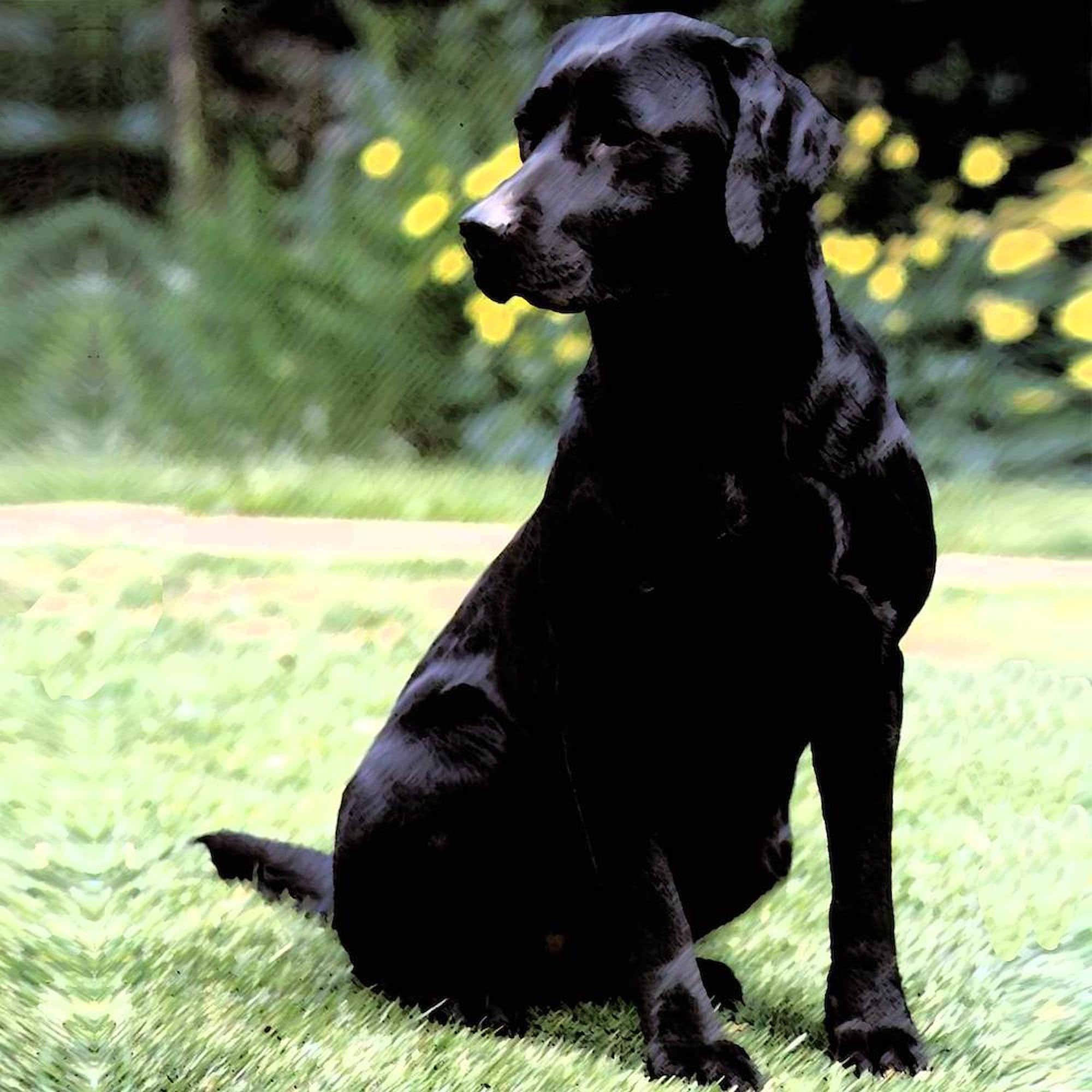 Black Lab Wall Clock - 10 Inch Silent Non-Ticking Decorative Clock for Living Room, Kitchen, Office | Perfect Gift for Dog Lovers & Home Decor