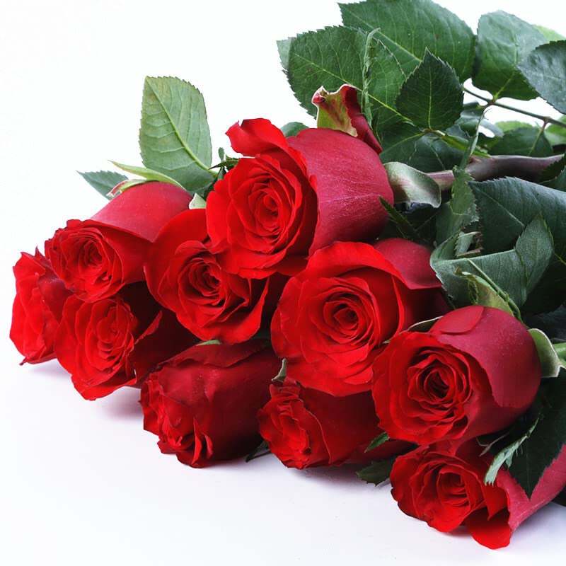 Premium Freedom Red Roses Seedlings - 2 Pack Live Rose Plants for Home Garden, Yard & Indoor Decor | Easy to Grow, No Pots Included | Perfect for Wedding Gifts, Landscaping & DIY Floral Arrangements