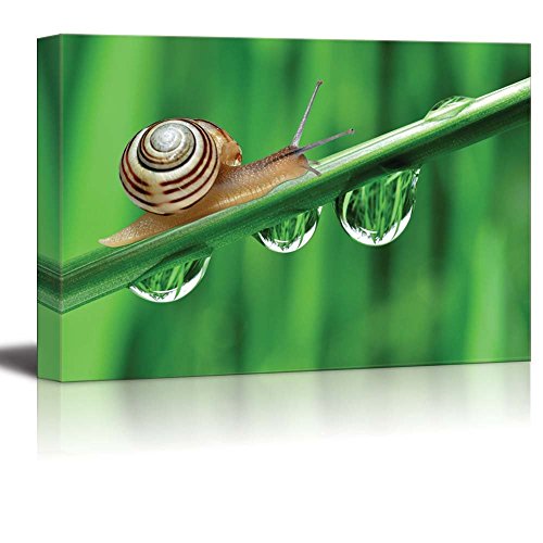 Closeup of Snail