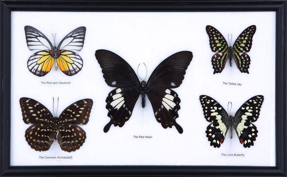 Beautiful Framed Butterfly Display - Handpicked Real Butterflies in Elegant Wall Frame | Perfect for Home Decor, Unique Gifts & Nature Lovers