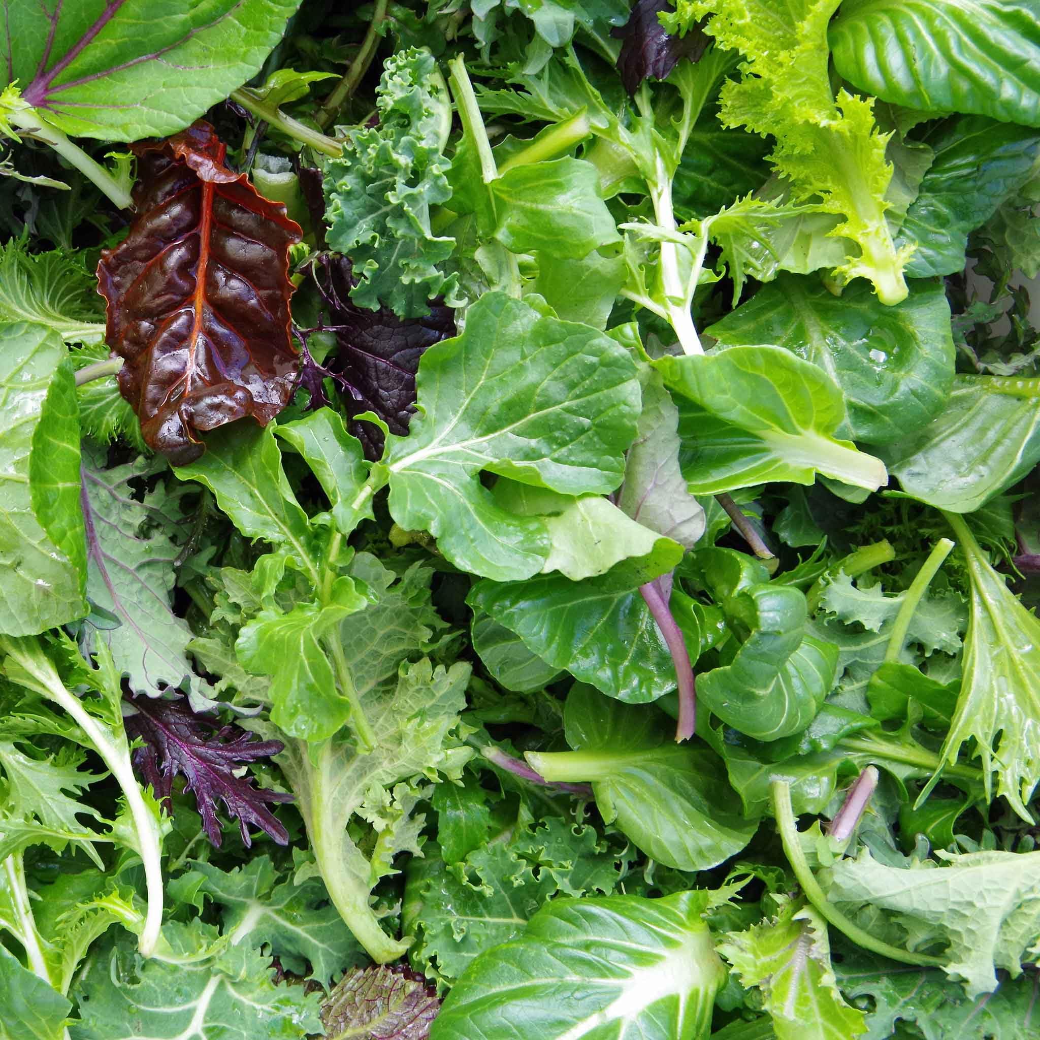 Organic Non-GMO Mesclun Mix Lettuce Seeds for Planting - Eden Brothers 1 Ounce | Low-Maintenance Vegetable Seeds for Warm Season Planting in USDA Zones 2-10 | Perfect for Home Gardens, Salads, and Fresh Greens