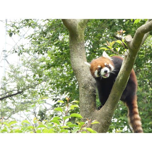 Panasonic Lumix FZ80D 4K Digital Camera with 60X Zoom Lens, WiFi & 18.1MP Sensor - Perfect for Travel Photography, Wildlife Shooting & Vlogging