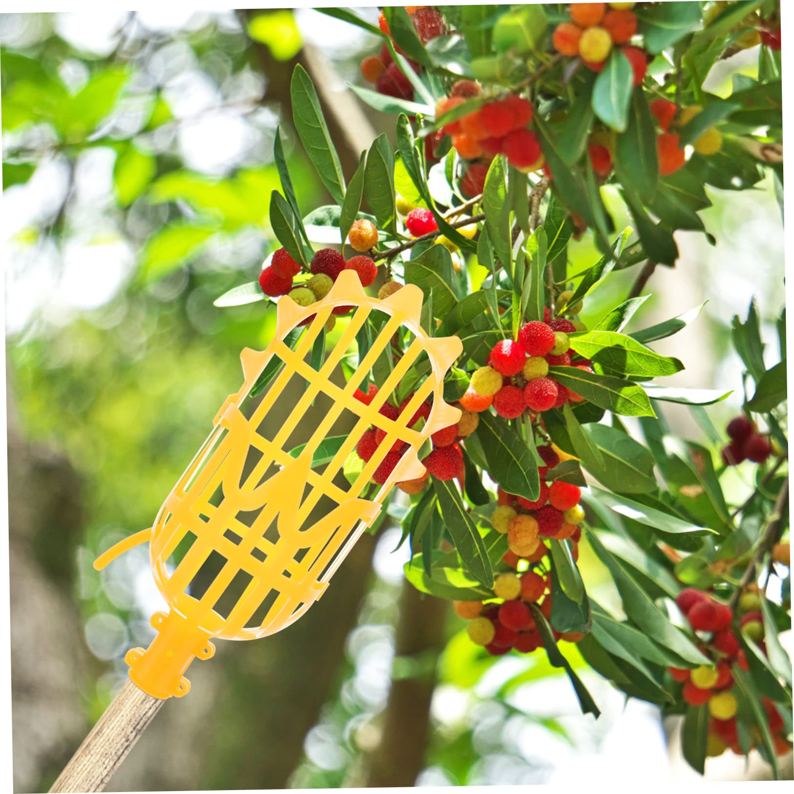 1 Pc Large Anti-Scuff Fruit Picker Basket - Long Reach Nut Gatherer for Pecan, Chestnut, Bayberry & Dates (Yellow) - Perfect for Harvesting, Gardening and Outdoor Fruit Collection