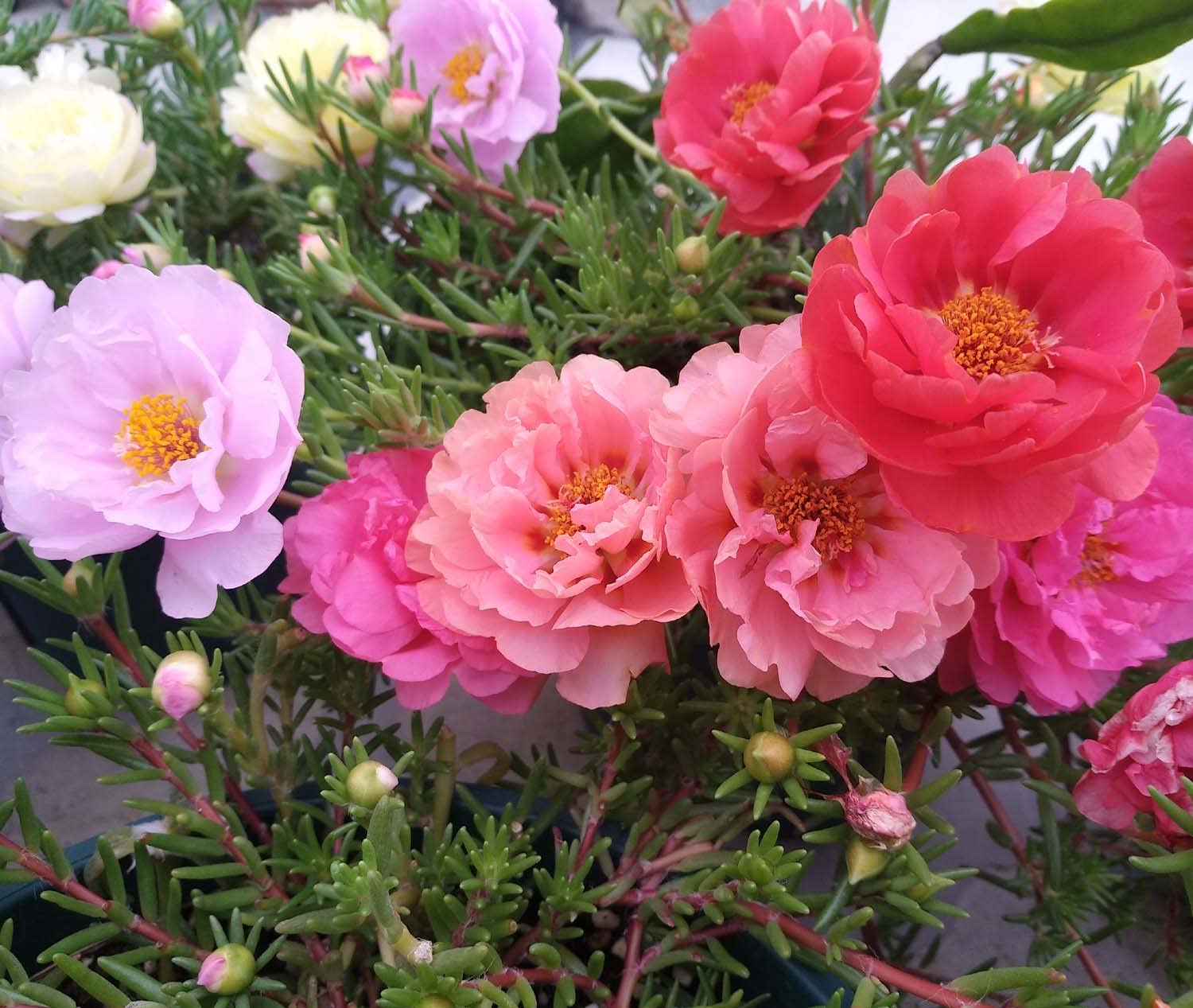 TLSCS 1000+ Moss Rose Grandiflora Mix Seeds - Colorful Drought Tolerant Flower Seeds for Ground Cover, Rock Gardens & Landscaping - USA Grown