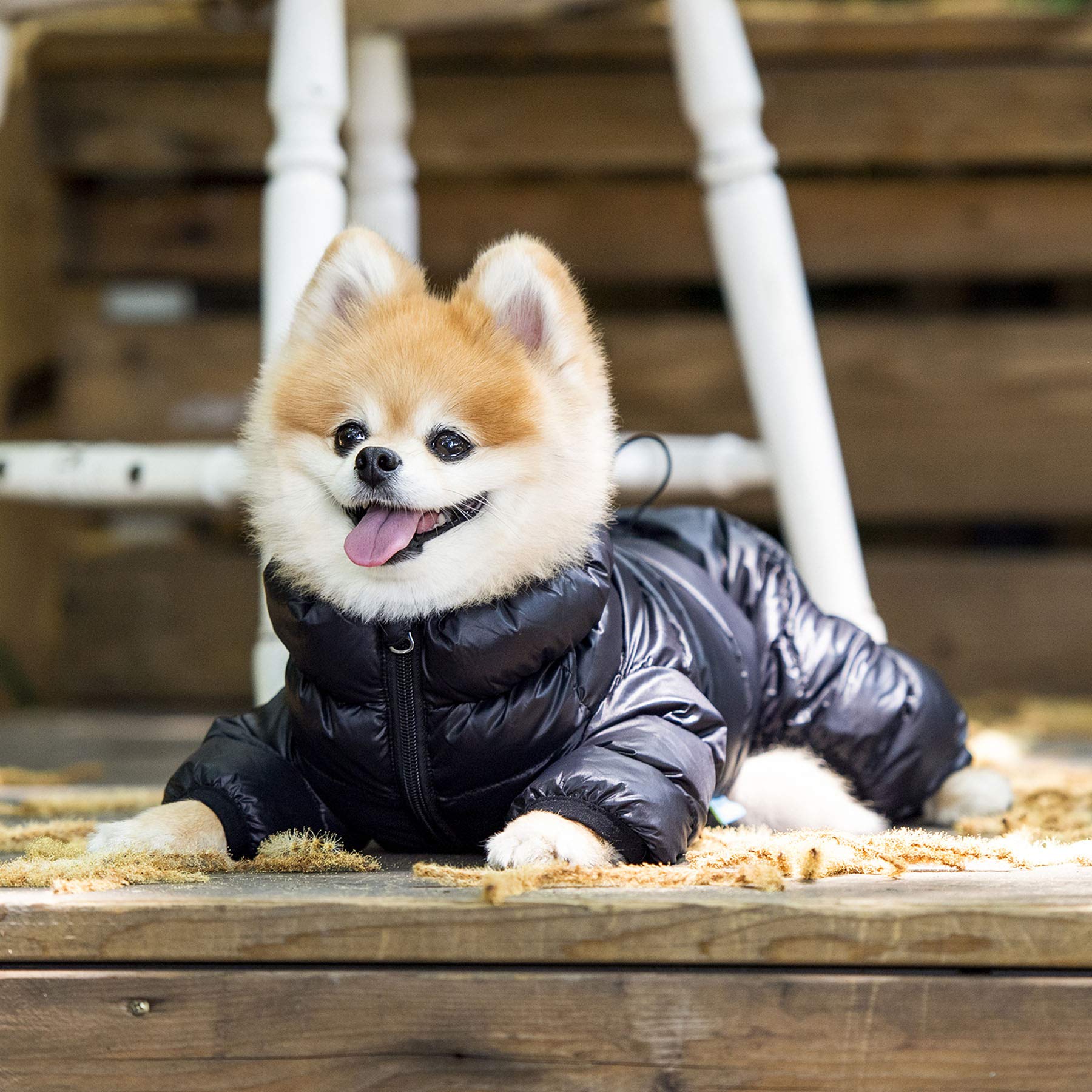 Puppia Winter Ultralight Waterproof Dog Jumpsuit - Warm Cold Weather Coat with Zipper Closure for Small & Medium Dogs (Black, Small) - Perfect for Outdoor Walks & Winter Adventures