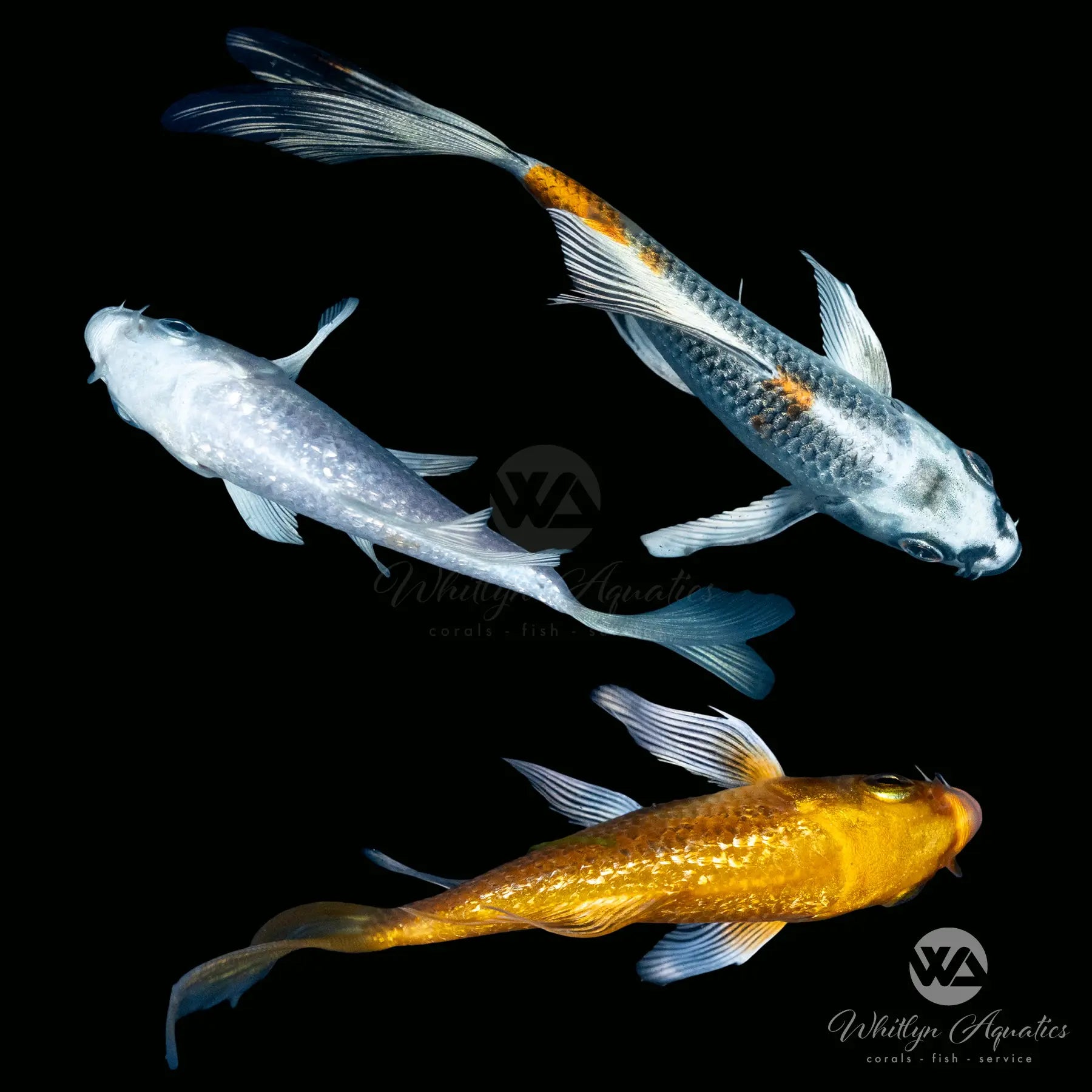 Premium Butterfly Koi Fish (Cyprinus carpio) - Live Koi Carp for Ponds, Water Gardens & Aquariums | Vibrant Colors, Graceful Swimming | Perfect for Outdoor & Indoor Decoration