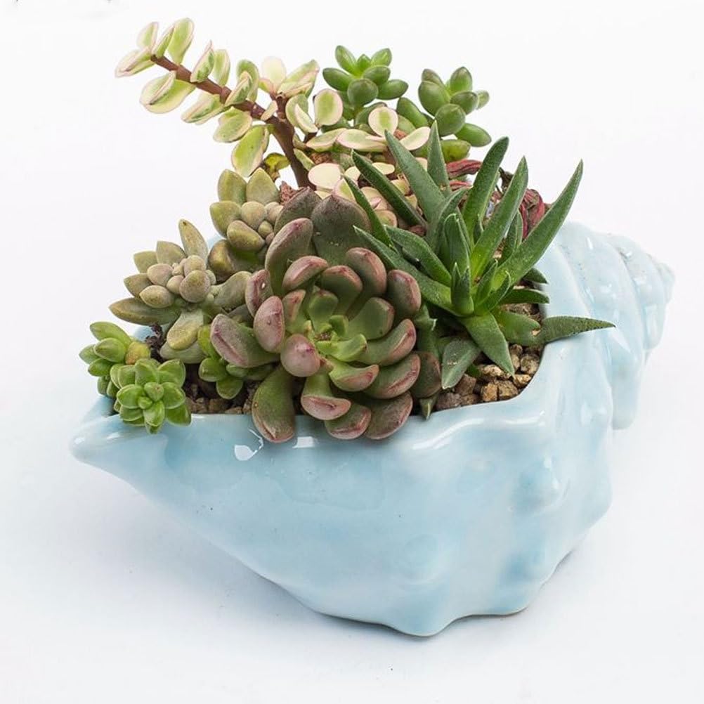 Mediterranean Style Ceramic Conch Planter - Shell Shaped Flower Pot for Bonsai, Succulents & Hydroponic Plants | Perfect for Home, Office & Garden Decor | Desktop Plant Container with Drainage Hole