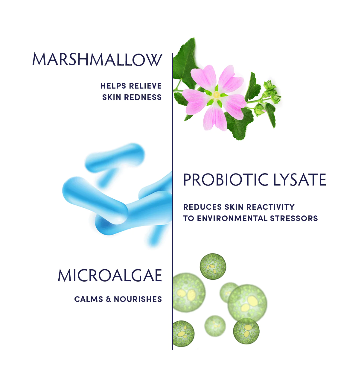 Naturopathica Marshmallow & Probiotic Sensitive Skin Soothing Face Cleanser - Gentle Daily Facial Wash for Dry, Irritated Skin - Perfect for Morning & Night Skincare Routine