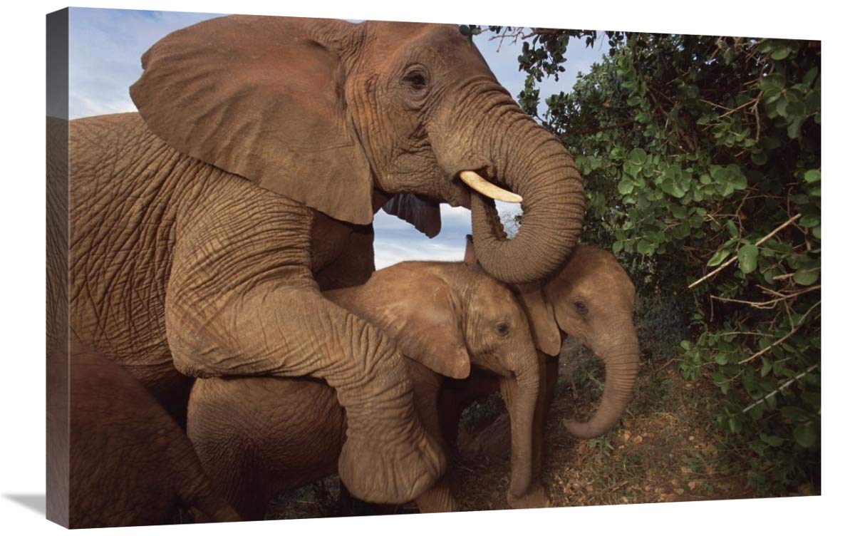 20 x 30 Inch Malalka Mothering Baby Orphans Elephant Art Print - Tsavo East National Park Kenya Wildlife Photography by Gerry Ellis - Perfect for Home Decor, Office Wall Art & Wildlife Enthusiast Gifts
