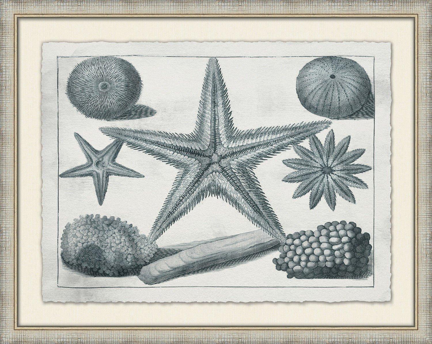 Stunning Aquatic Specimens Framed Wall Art - Unique Ocean & Marine Life Decor for Living Room, Bedroom & Office