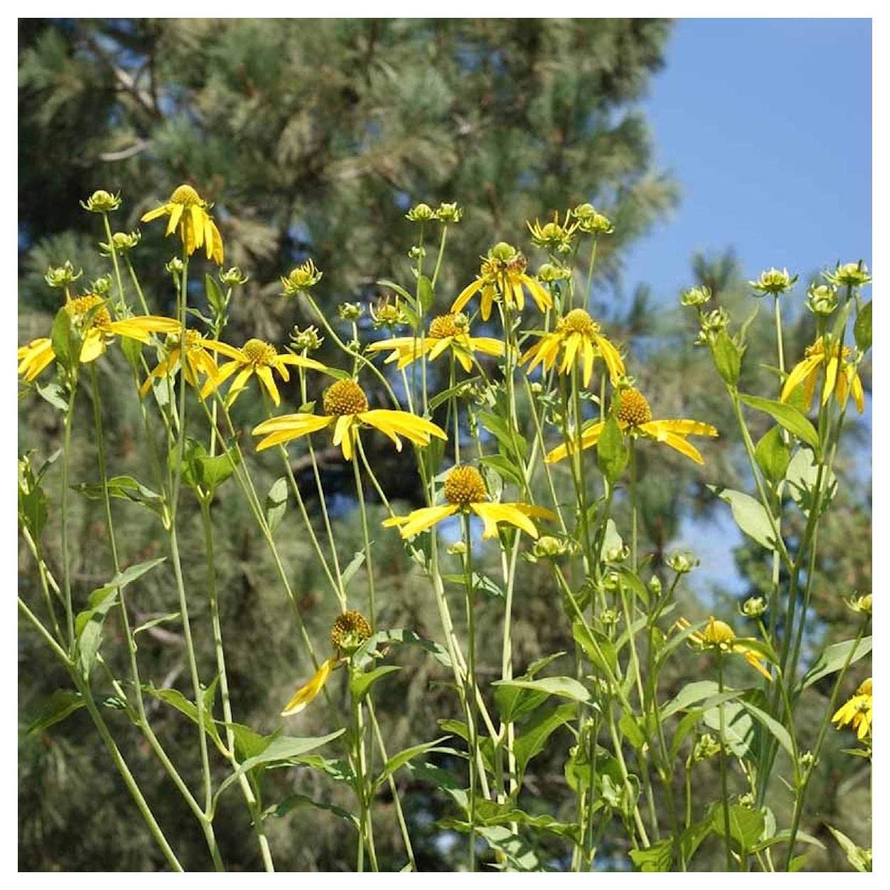 Everwilde Farms - 300 Wild Golden Glow Native Wildflower Seeds - Gold Vault Jumbo Seed Packet for Pollinator Gardens, Landscaping & Natural Habitats
