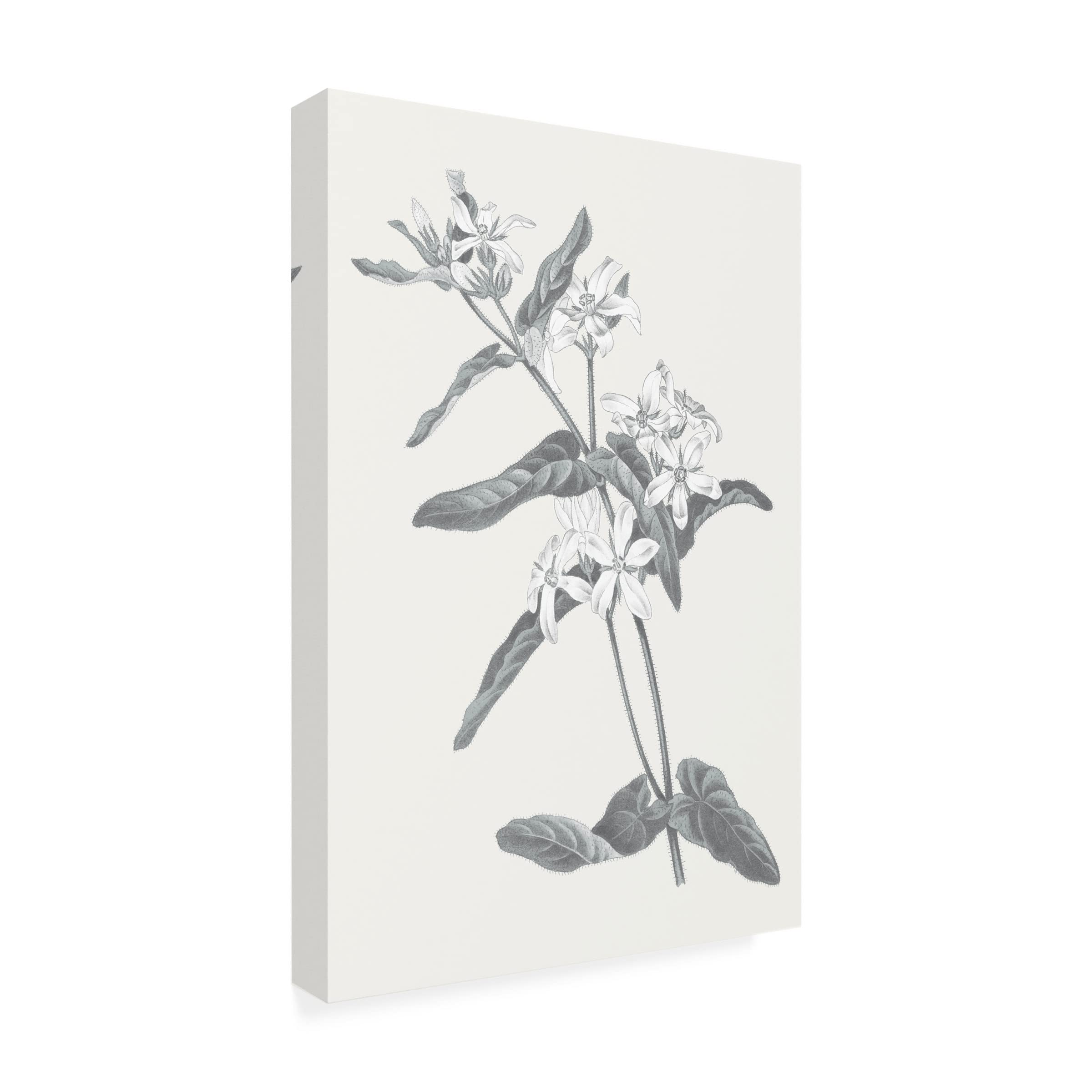 Trademark Fine Art 'Neutral Botanical IV' Canvas Wall Art Print by Wild Apple Portfolio - Perfect for Living Room, Bedroom & Office Decor