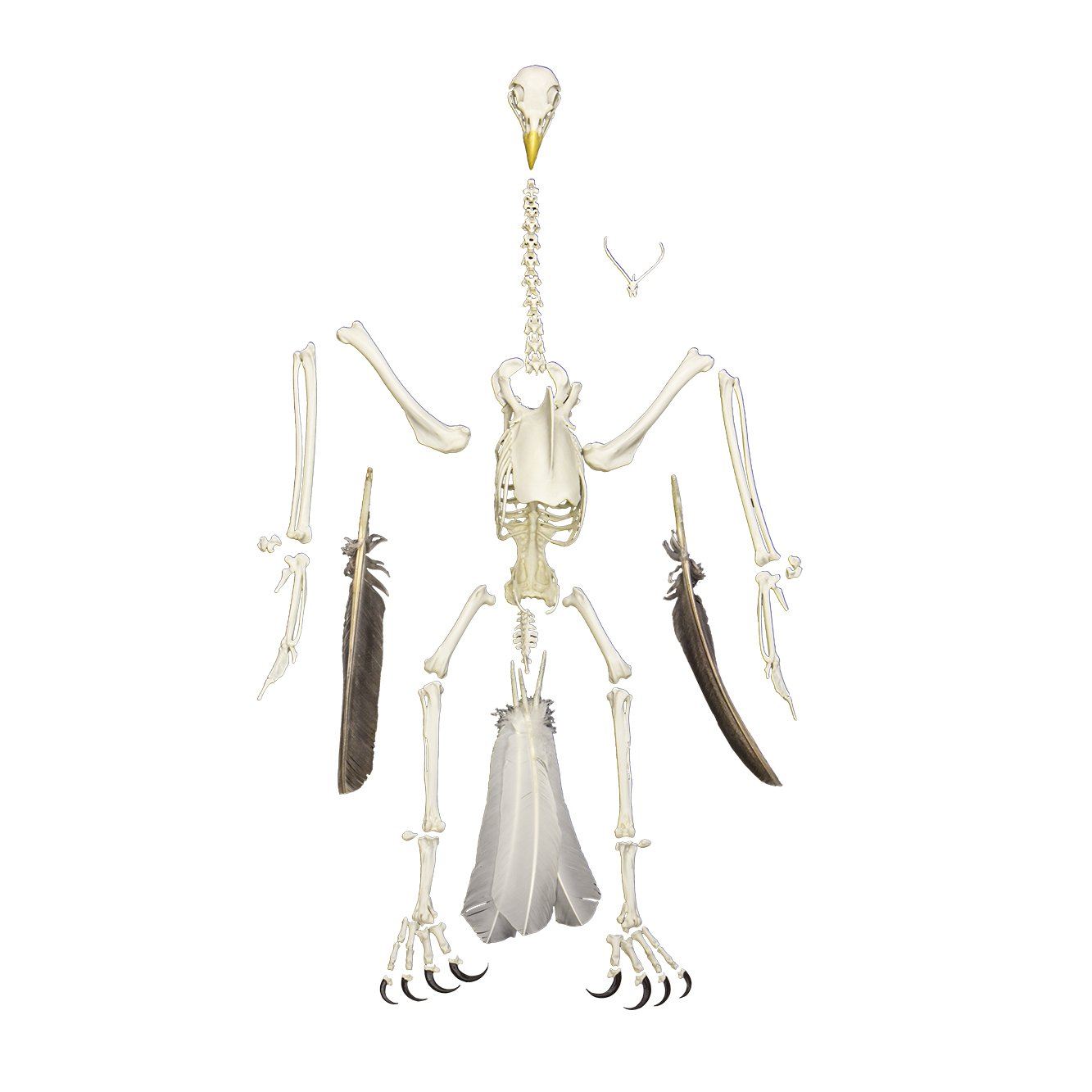 Authentic Replica Bald Eagle Skeleton Model - Lifelike Taxidermy Display for Educational, Home Decor & Halloween Props