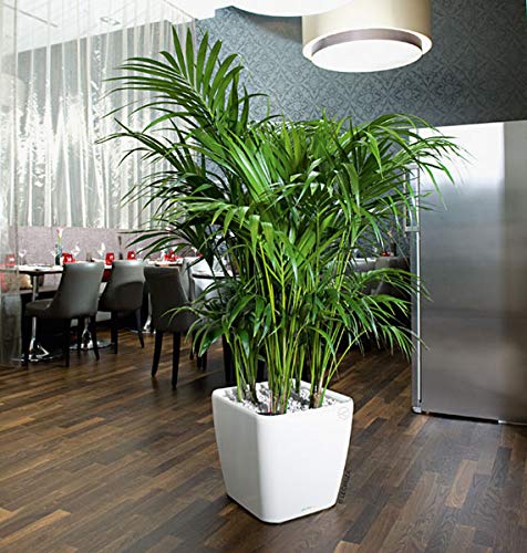 Neanthe Bella Parlor Palm (Chamaedorea Elegans) - 10 Inch Live Indoor Houseplant - Air Purifying & Low Maintenance - Perfect for Home, Office & Apartment Decor