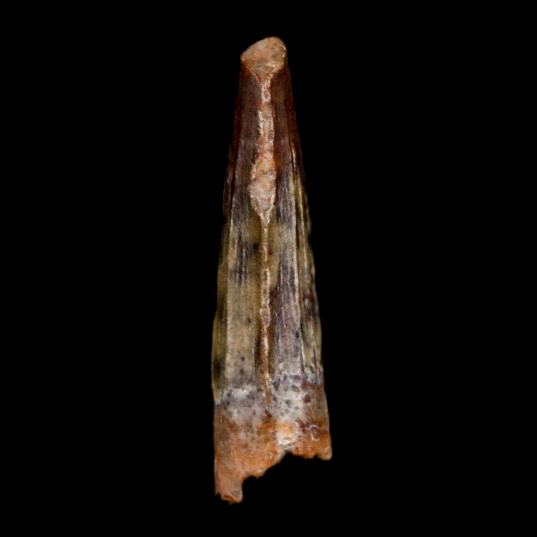Authentic Suchomimus Dinosaur Fossil Tooth - Cretaceous Spinosaurid from Niger with COA | Perfect for Paleontology Collectors & Dinosaur Enthusiasts