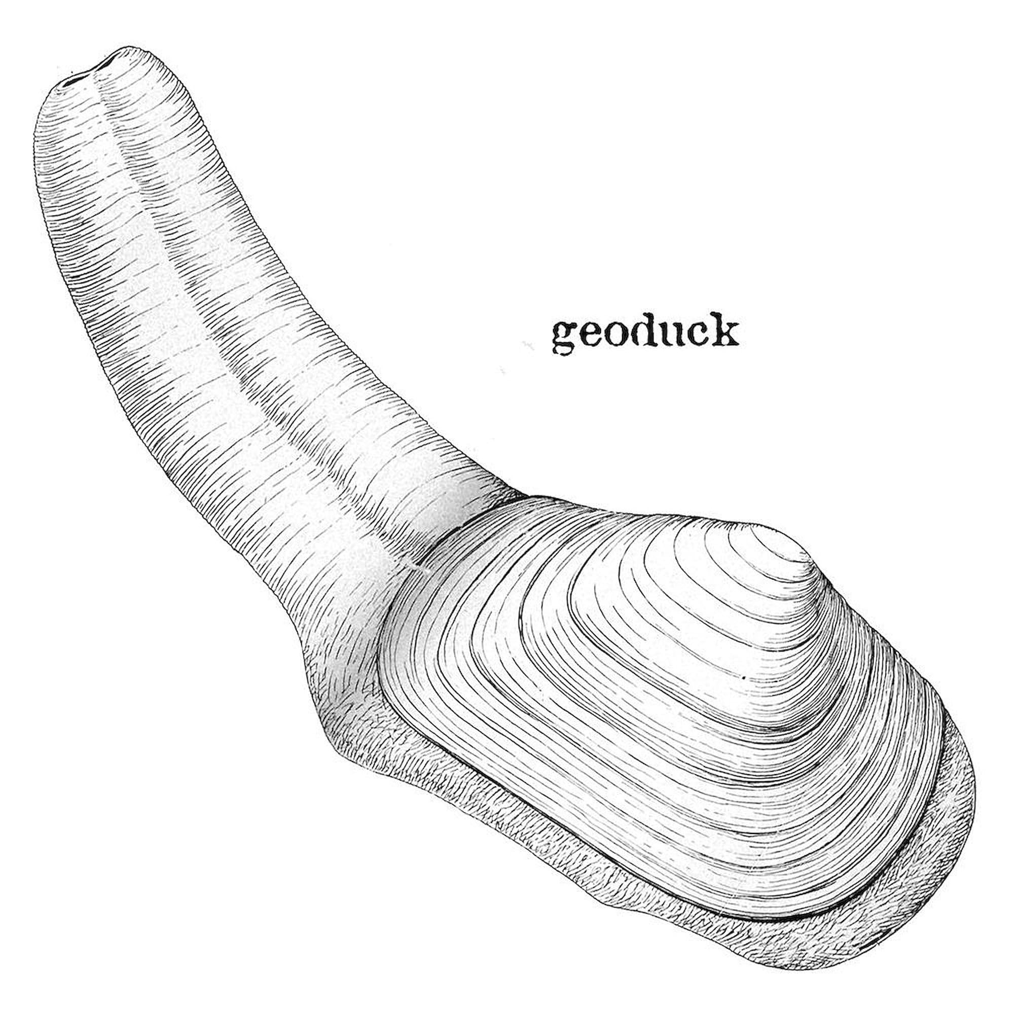 Geoduck Ceramic Coffee Mug 11 oz (325 ml) - Funny Novelty Gift for Coffee Lovers, Perfect for Home, Office & Gifts