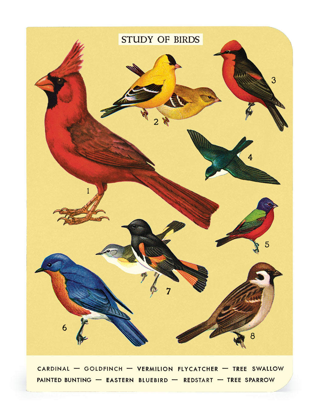 3 Pack Mini Notebooks for Bird Watching - Portable & Durable Field Journals for Birders, Nature Lovers & Outdoor Enthusiasts - Perfect for Hiking, Camping & Wildlife Observation