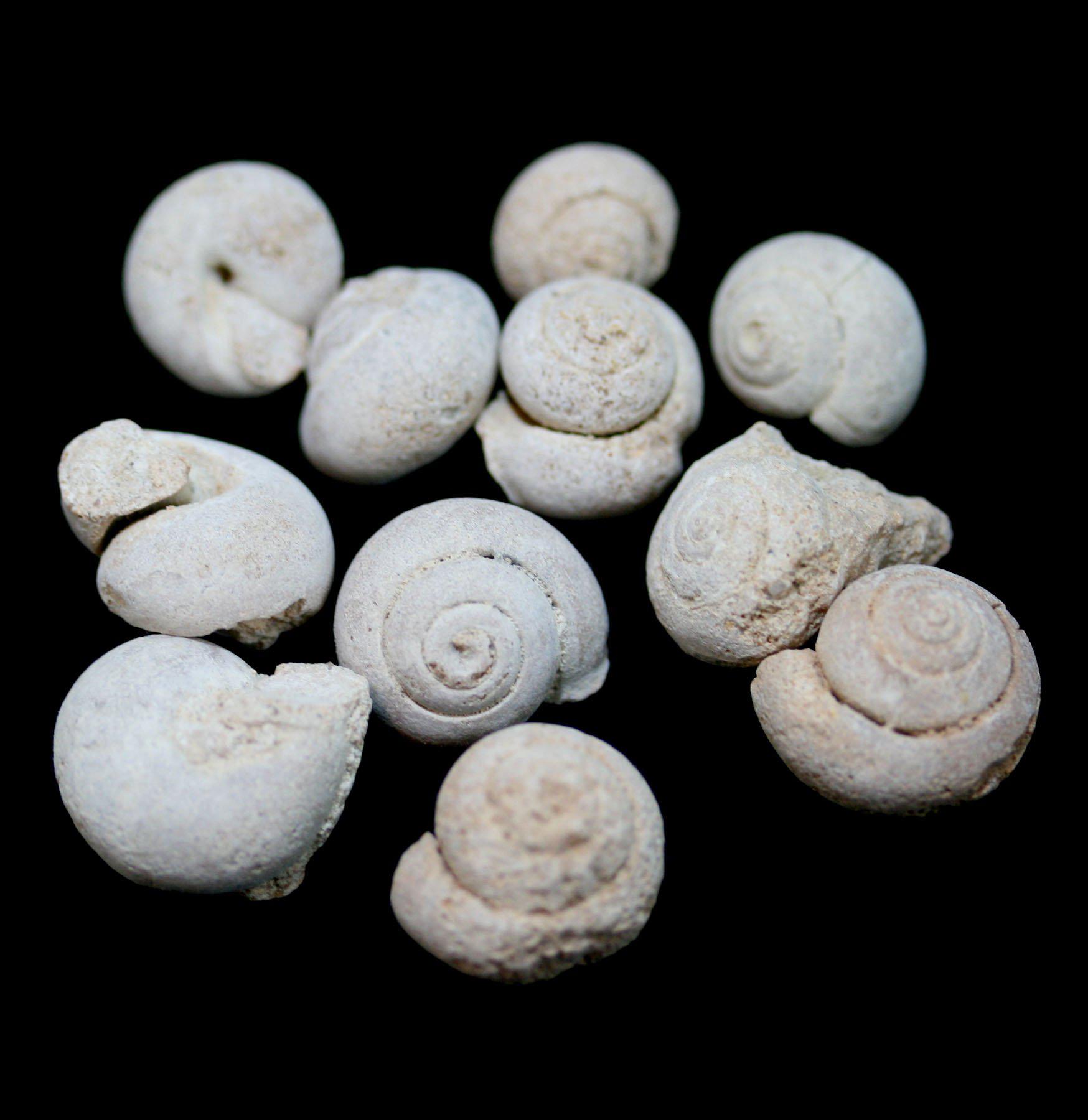 Authentic Archaeogastropoda Marine Snail Fossil - Ancient Sea Creature Specimen for Collectors, Education & Home Decor