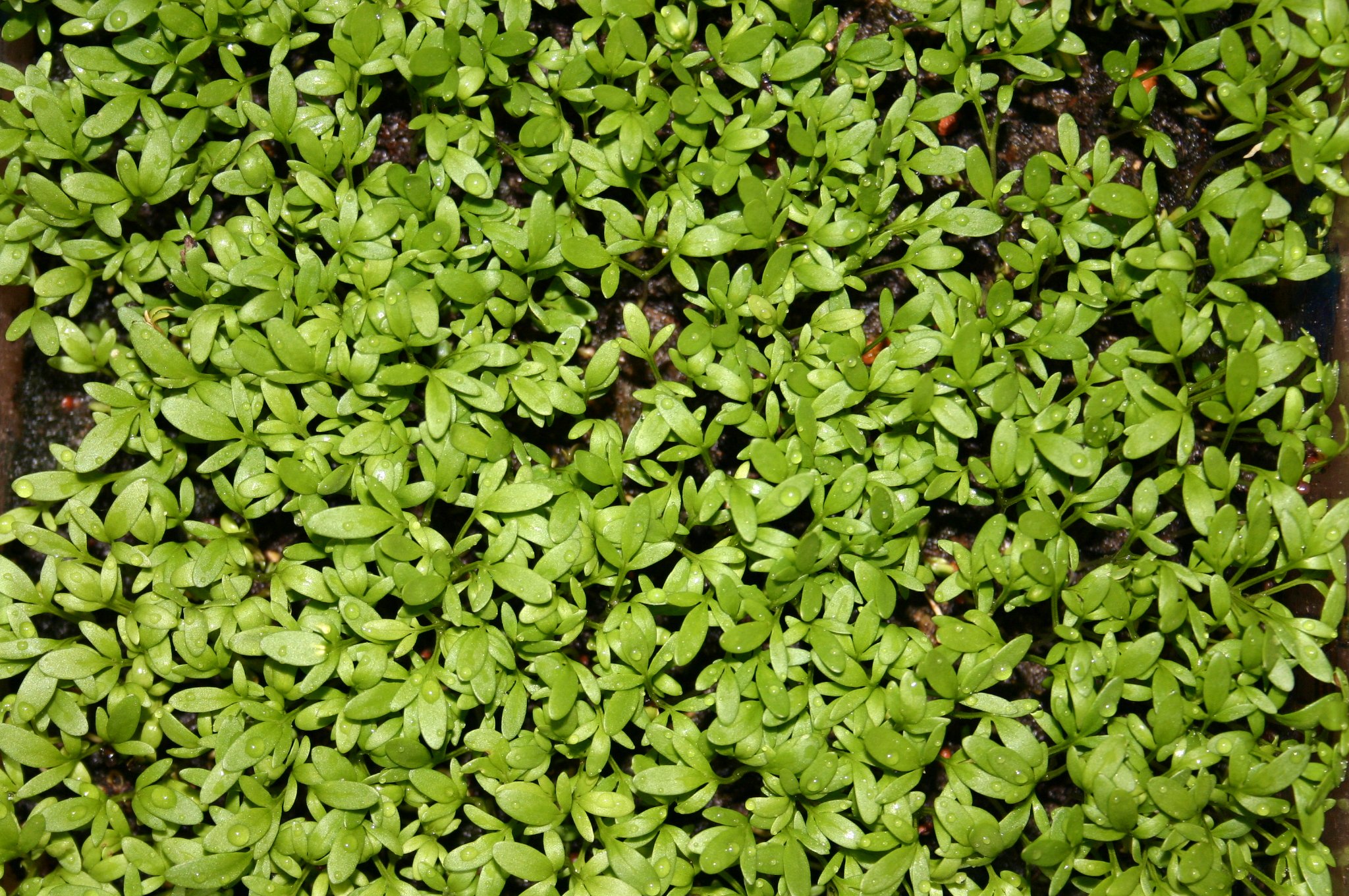 Seed Kingdom Bulk 30,000 Cress Curled Seeds - Fast Growing Sprouting Herb for Salads, Sandwiches & Microgreens | Perfect for Home Gardening & Indoor Hydroponics