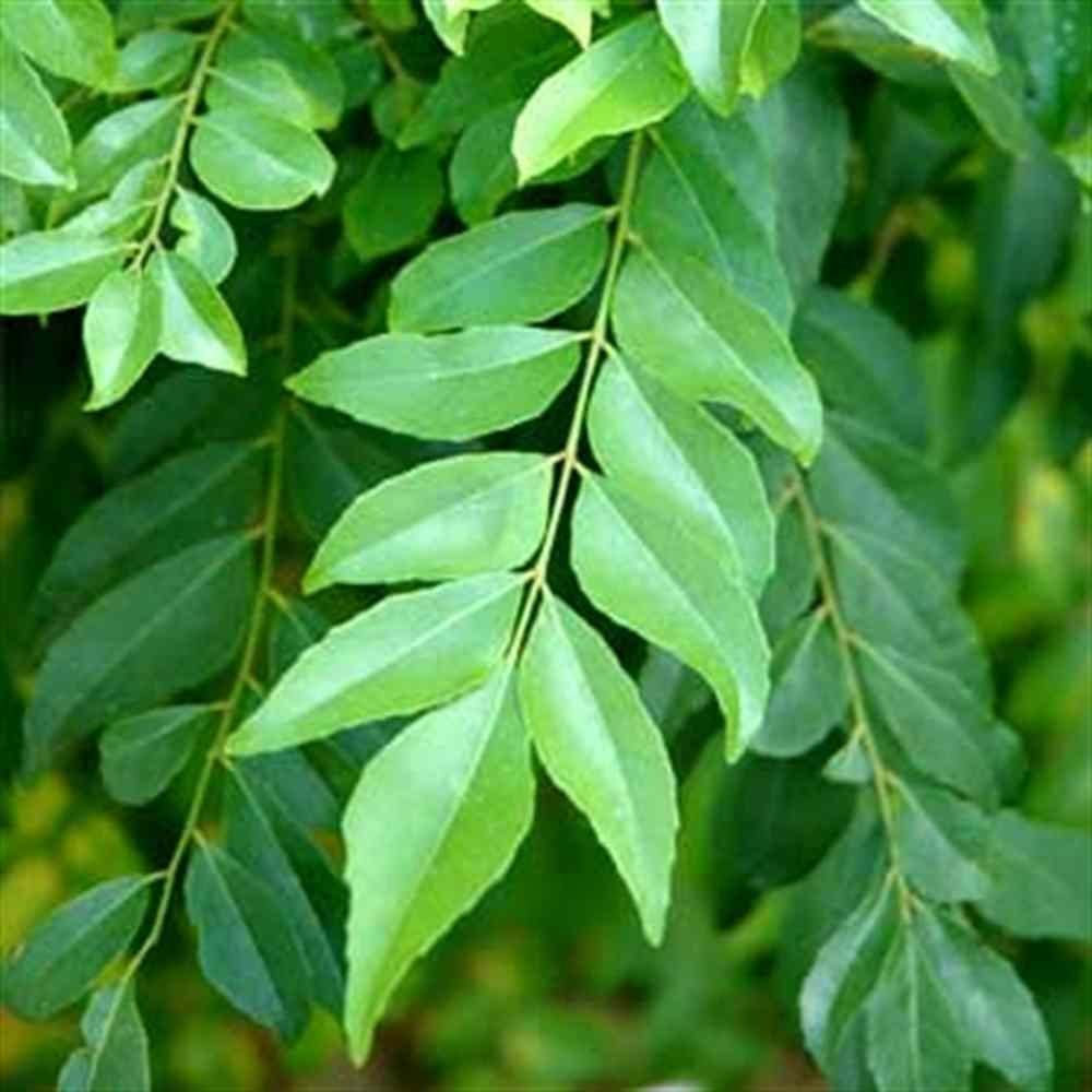 Fresh Curry Leaf Plant with Pot (Murraya Koenigii) - Perfect for Home Gardening, Indian Cooking, and Herbal Remedies