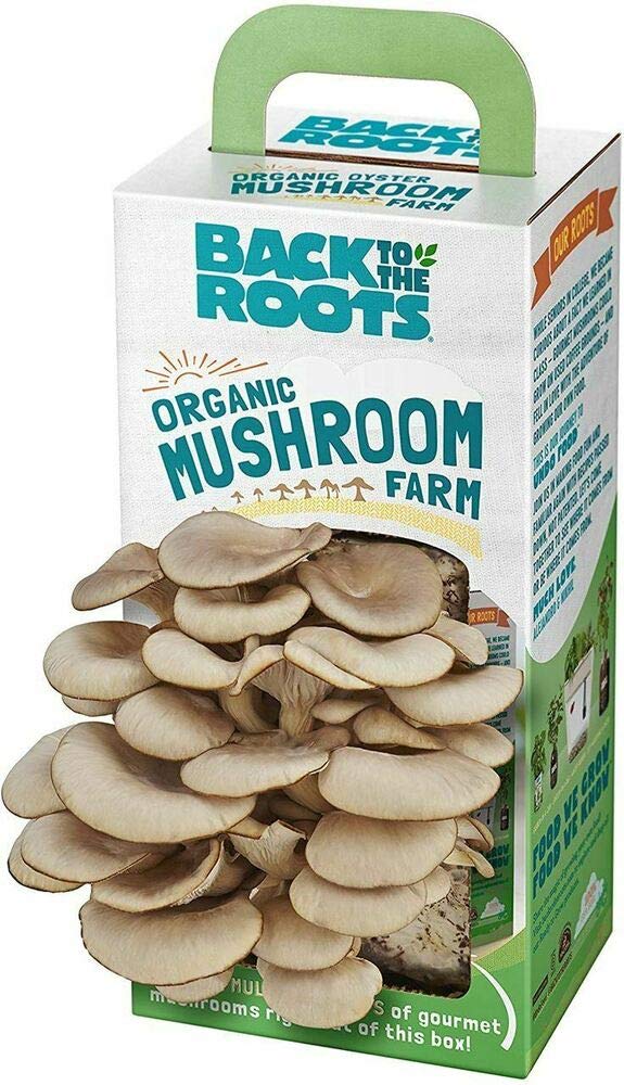 Organic Oyster Mushroom Growing Kit - Back to The Roots Gourmet Mushroom Farm at Home | Fresh Homegrown Mushrooms for Cooking, Gardening Gift & Sustainable Living