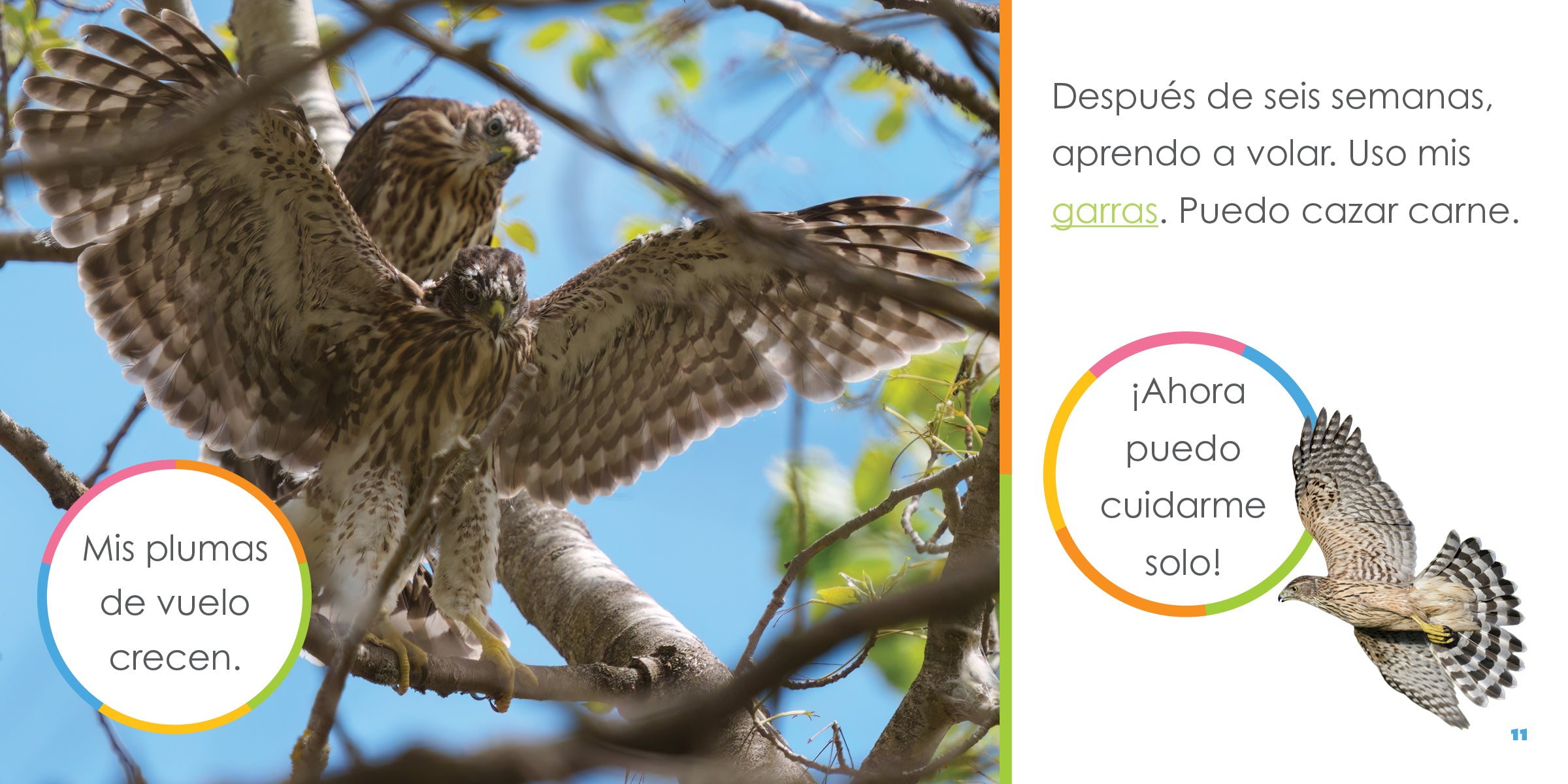 Baby Falcons The Beginning - Premium Falconry Accessories for Training & Hunting | Perfect for Falconry Enthusiasts & Bird Lovers
