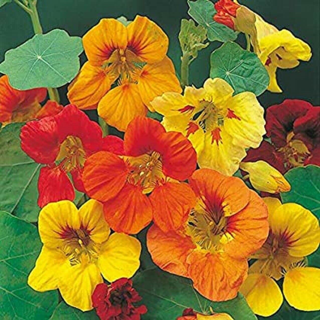 Tall Trailing Mix Nasturtium Seeds - 100 Count | Non-GMO, USA Grown | Fast Shipping from Iowa | Perfect for Hanging Baskets, Garden Borders & Edible Flower Gardens