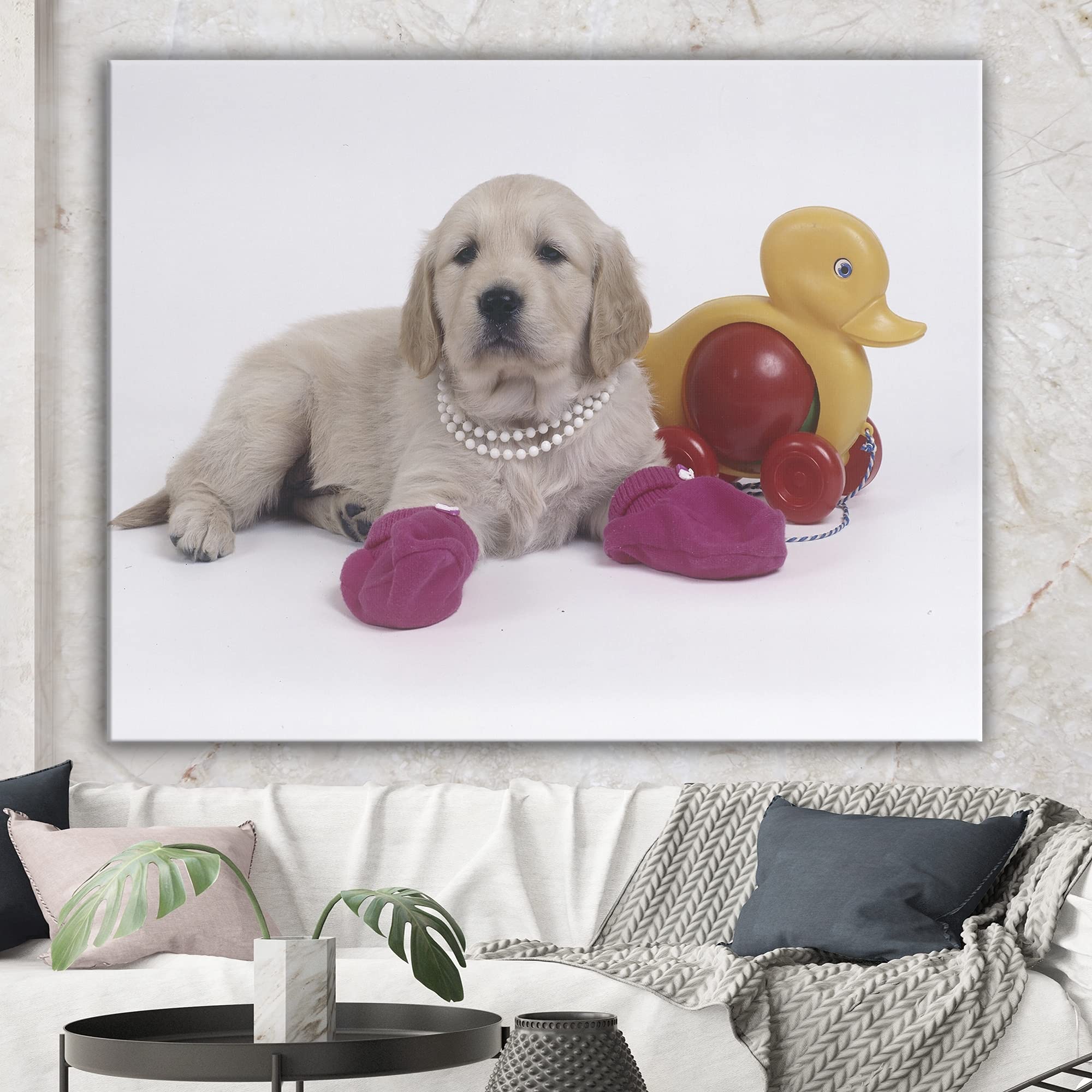 Golden Retriever with Pink Socks Canvas Art Print - 46x36 Inch Traditional Wall Decor - Perfect for Living Room, Bedroom & Office Decorations