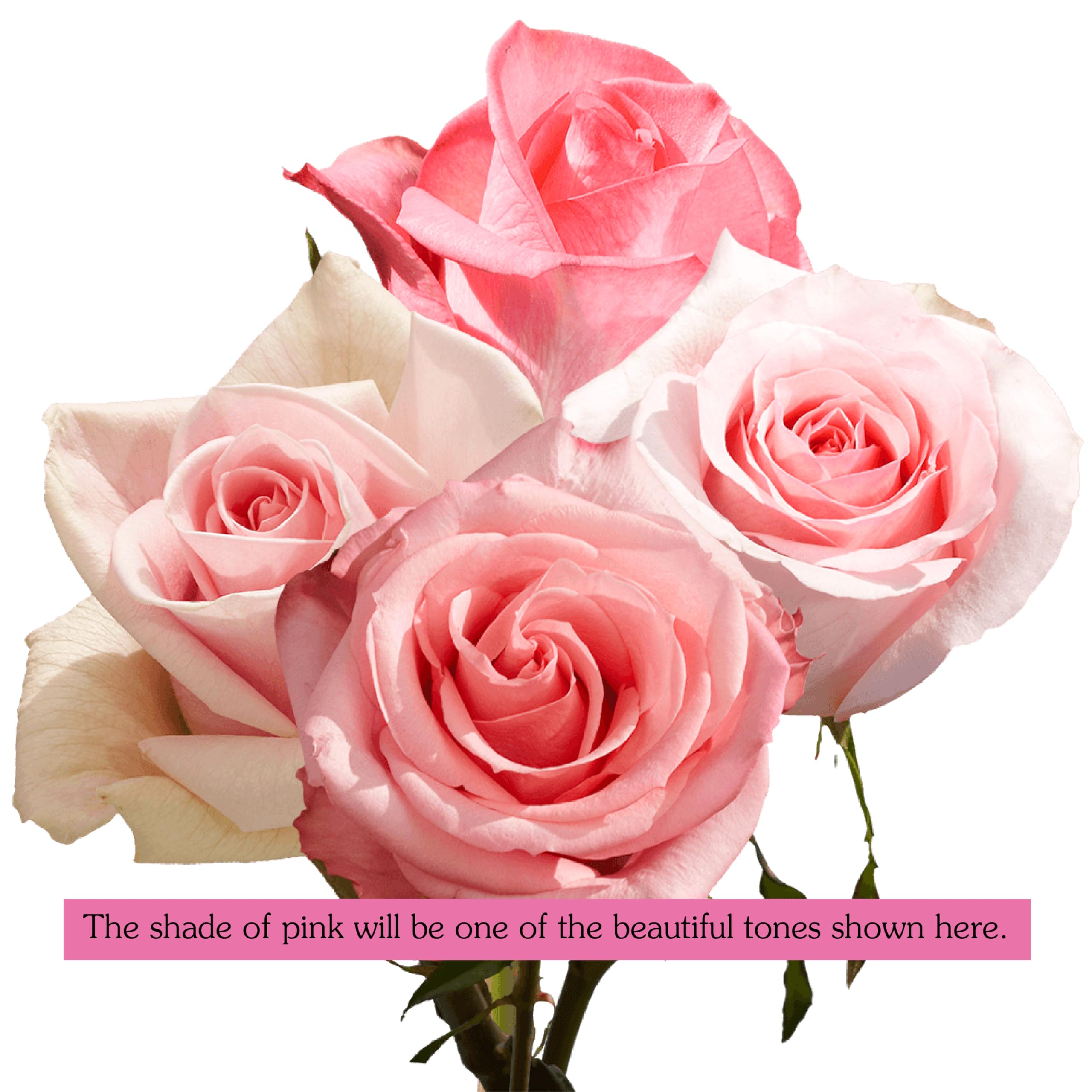 Fresh Pink Roses Bouquet - Dozen Long Stem Roses with Fillers for Mother's Day, Wedding, Anniversary, Birthday, Bridal Shower | Perfect Floral Gift & Home Decor Centerpiece