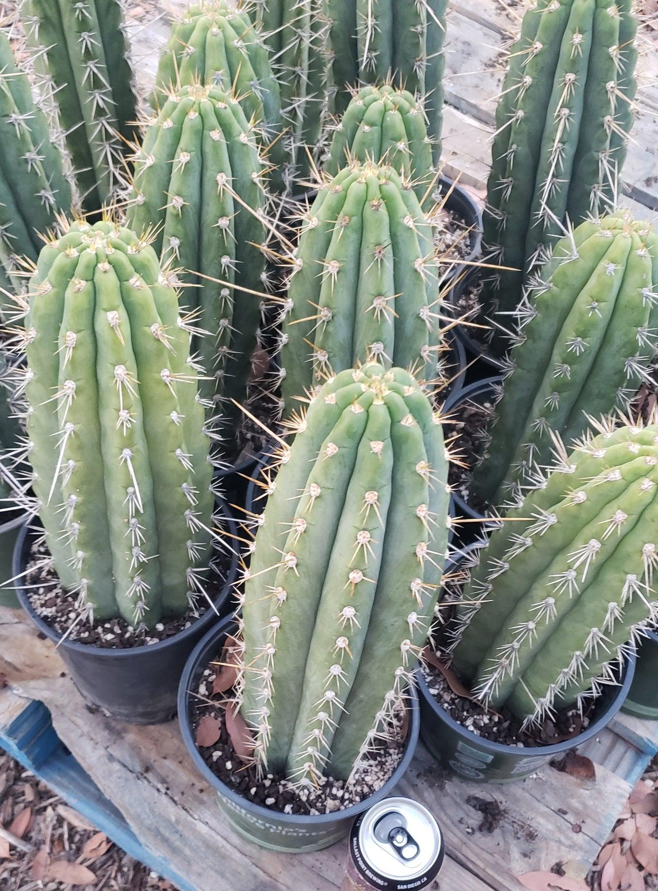 EC59 EXACT Trichocereus Cuzcoensis Cuzco Cactus 14-18 Inch | Rare Live Succulent Plant for Home Decor, Garden & Desert Landscaping