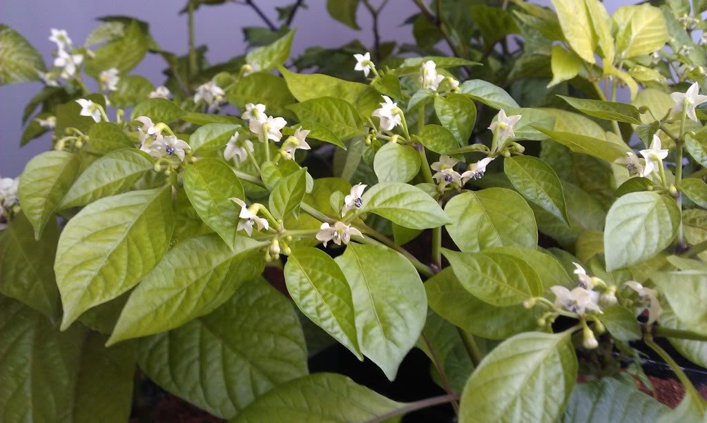 25 Bazuka Hot Pepper Seeds - C.chinense Heirloom Pepper from Guadeloupe - Super Hot Chili Seeds for Home Garden, Cooking & Spicy Food Lovers