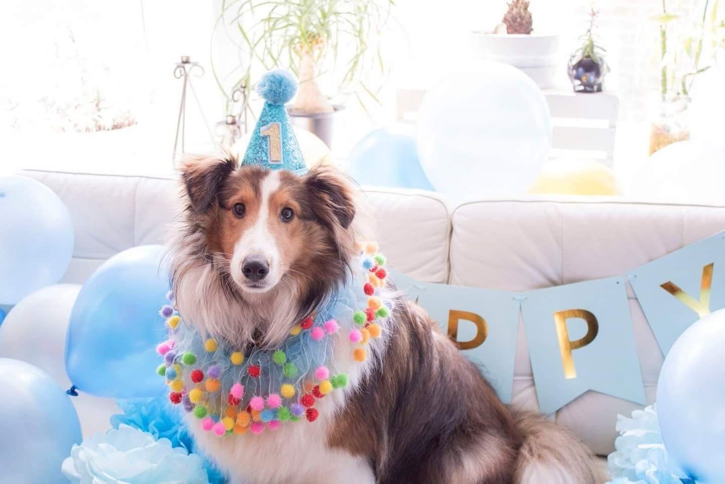 Blue Small Dog Birthday Party Hat - 1pc Pet Costume Headband for Puppies & Kittens | Grooming Accessories for 1-Year-Old Pets | Perfect for Birthday Parties, Photo Shoots & Pet Shows