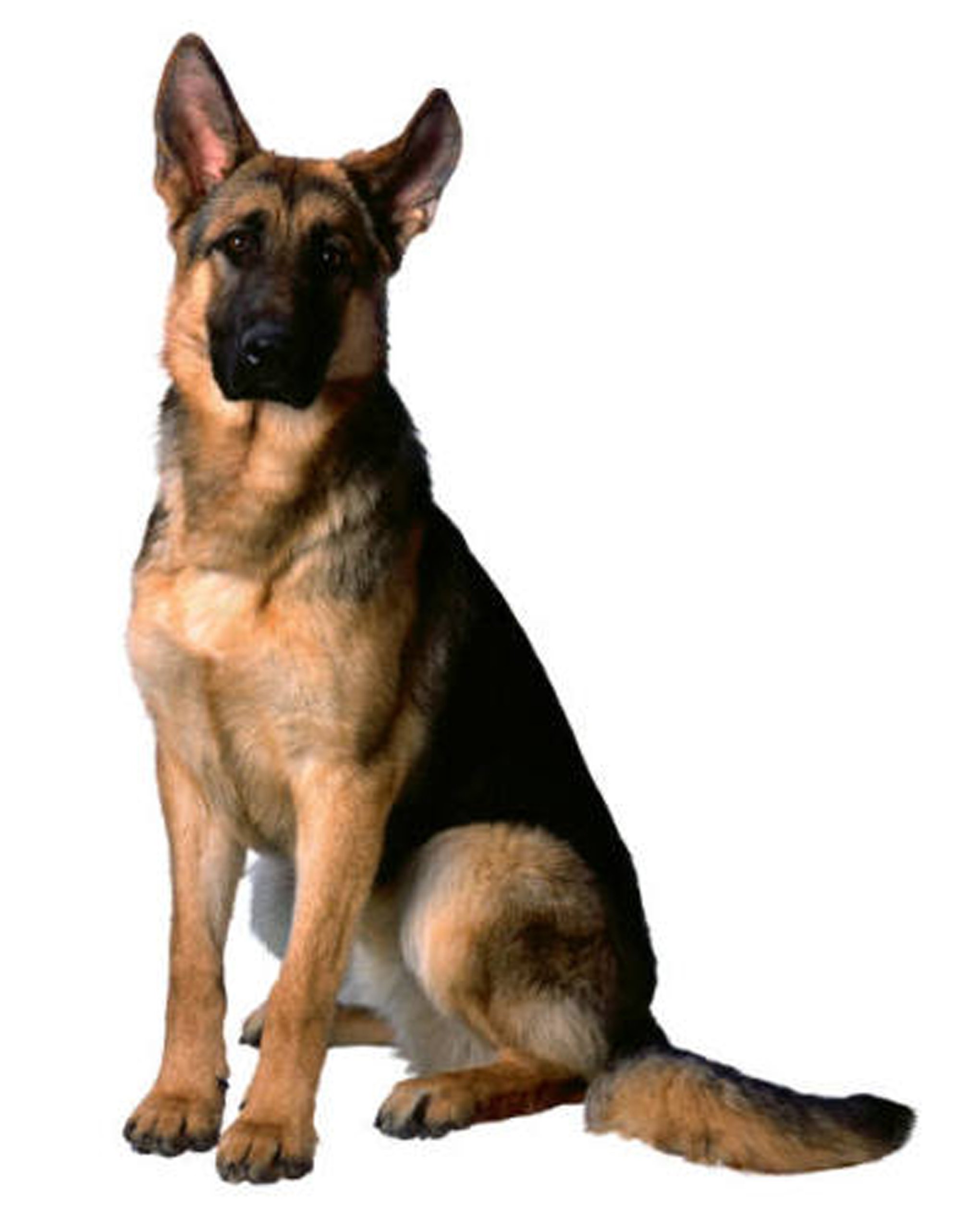Dean and Tyler DT Freedom Winter Muzzle Size No.1 for German Shepherd Female Dogs - Cold Weather Dog Muzzle for Walking, Training & Outdoor Protection
