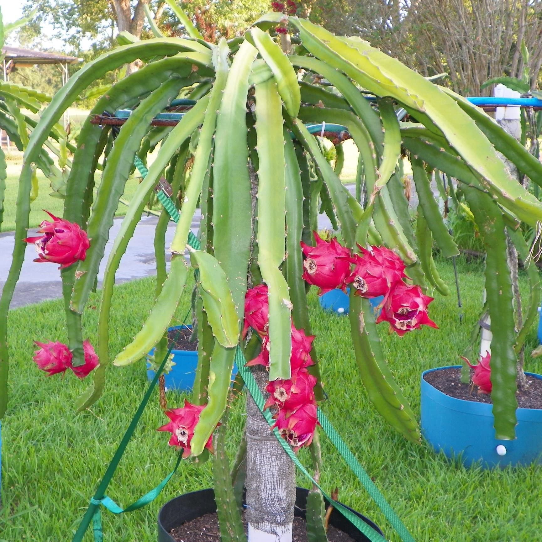 Dragon Fruit Tree (Hylocereus Undatus) - 5 Live Plants in 4 Inch Pots - Edible Tropical Fruit Plant from Florida - Perfect for Home Gardens, Patio Decor & Fresh Fruit Harvesting