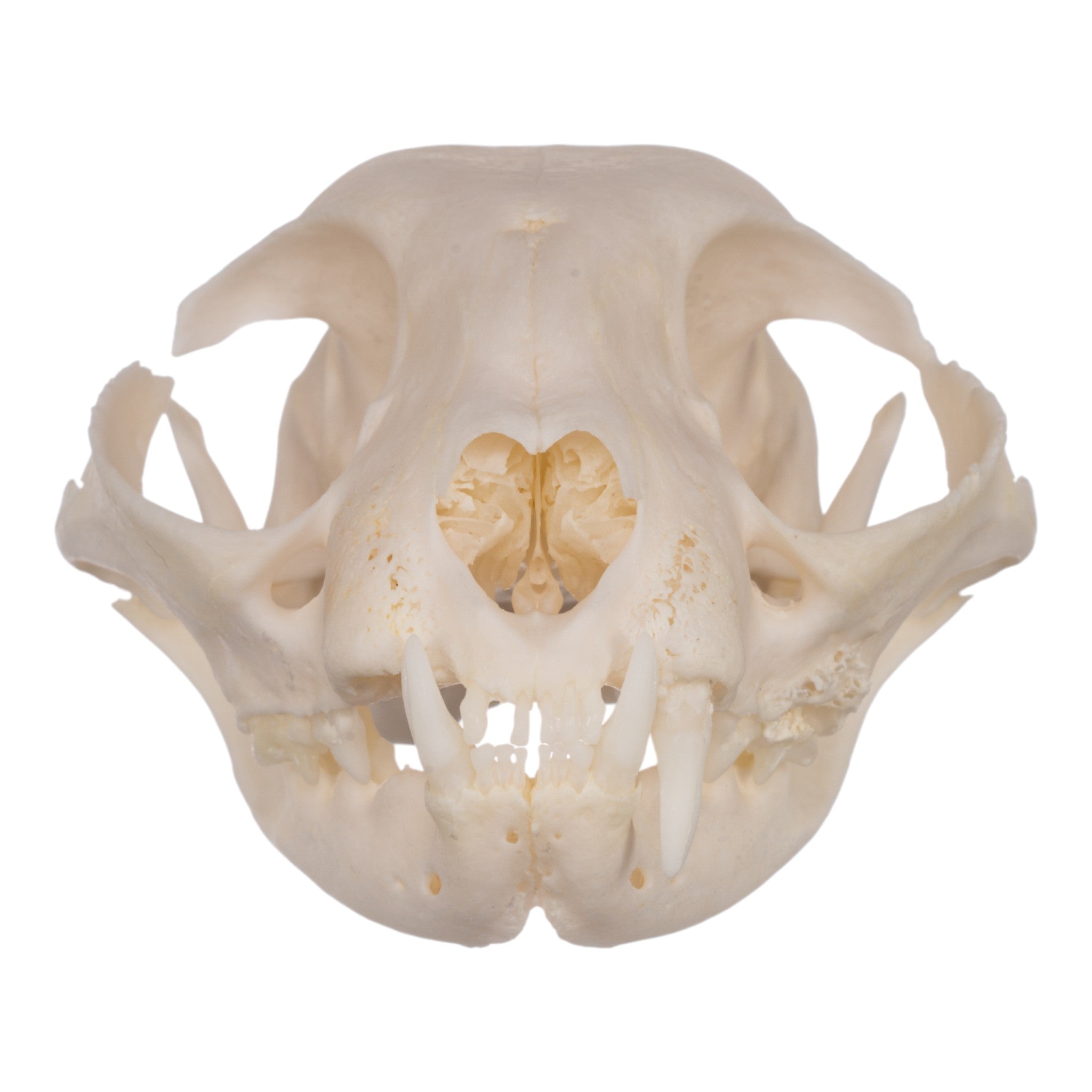 Authentic Domestic Cat Skull Specimen for Veterinary Study & Dental Anatomy Education - Perfect for Veterinary Students, Taxidermy Collectors, and Halloween Decor