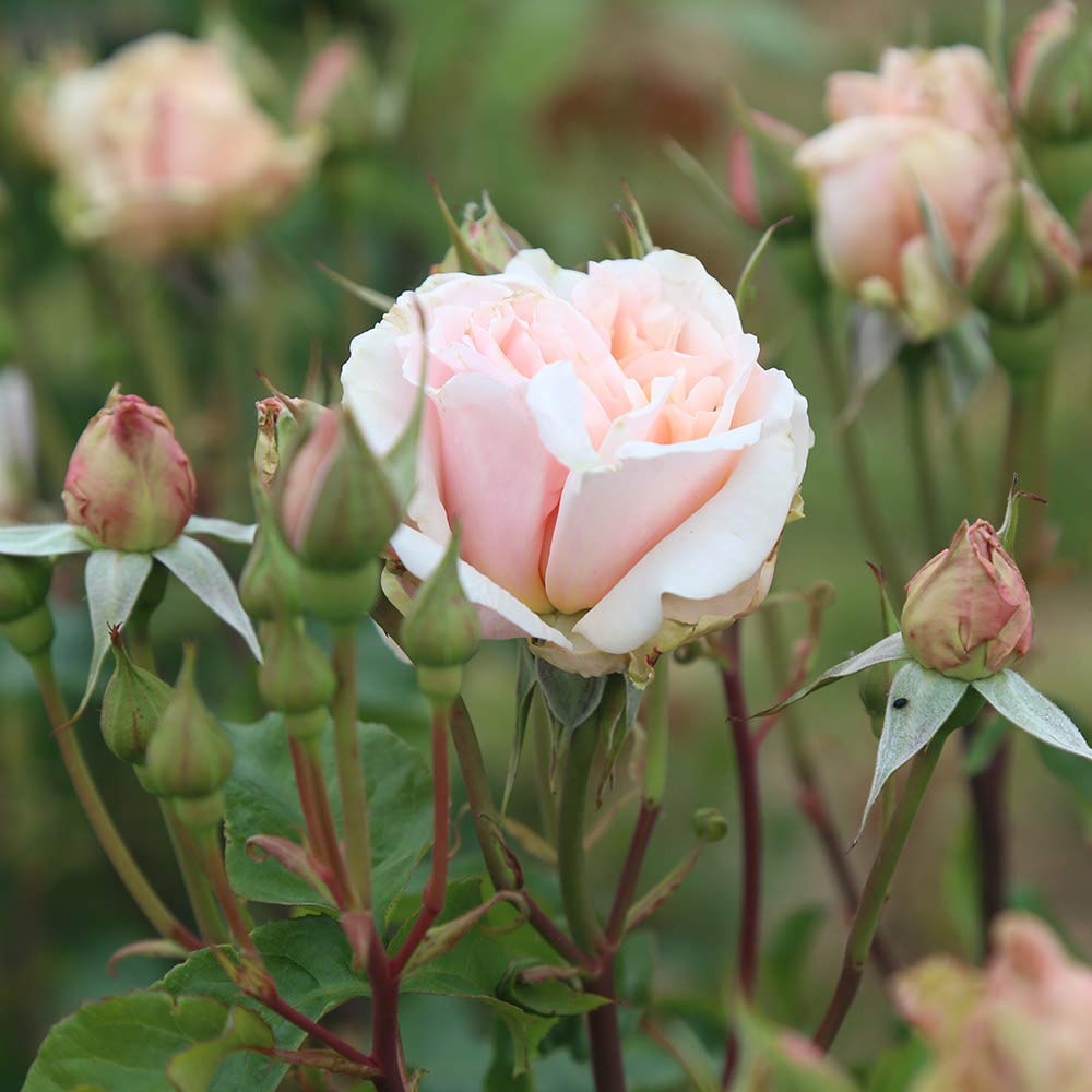 Heirloom Roses Mother of Pearl® Pink Grandiflora Rose Bush - Live Outdoor Flowering Plant for Gardens, Landscaping & Wedding Decorations