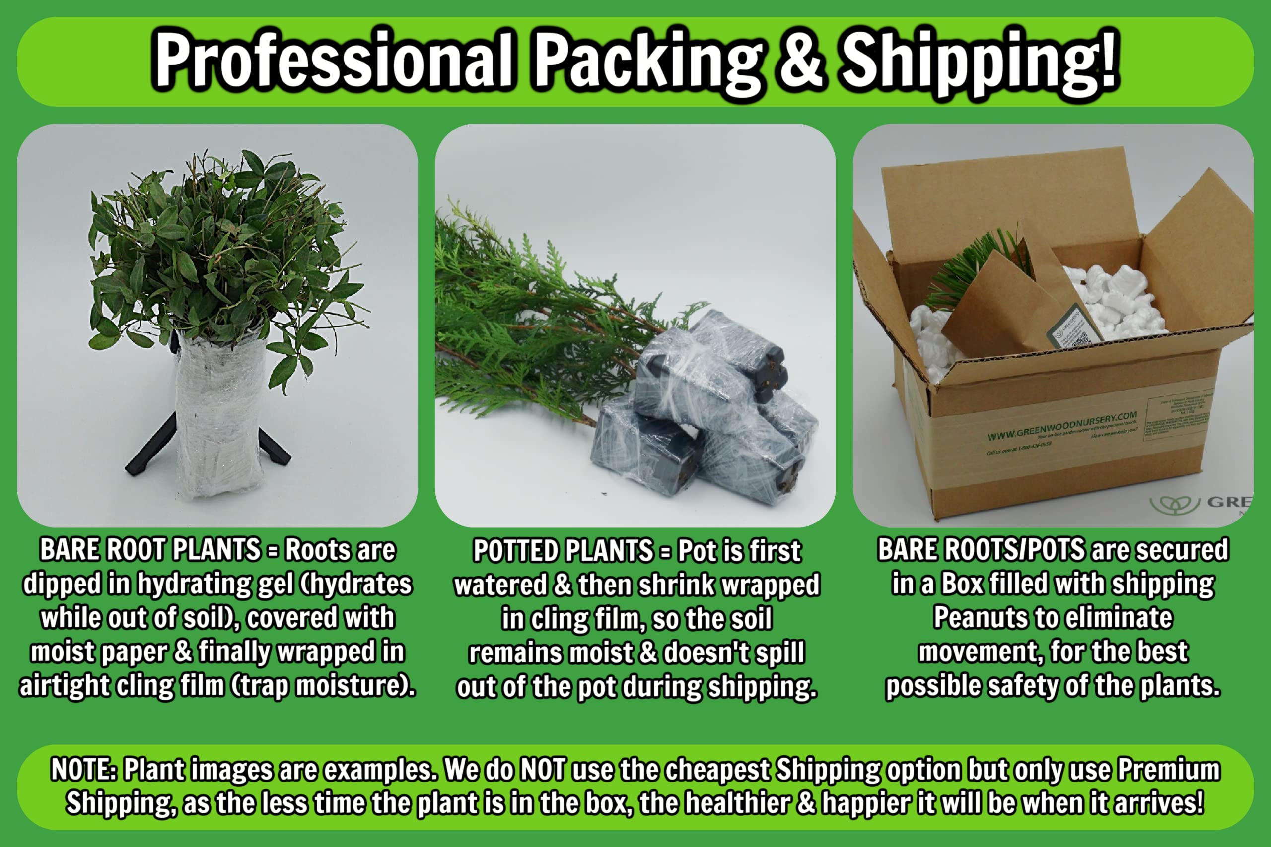Live Spicebush & Lindera Benzoin Shrub Plants - 2-Pack Quart Pots | Native Plants for Landscaping & Wildlife Gardens | Greenwood Nursery