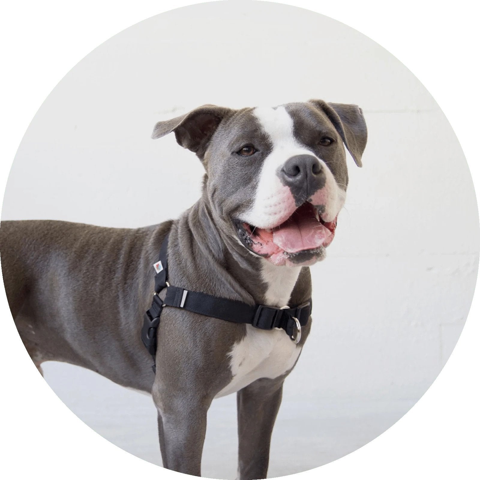 No Pull Dog Harness - Adjustable & Padded Pet Harness for Small Medium Large Dogs - Reflective & Breathable for Walking, Training, and Outdoor Adventures
