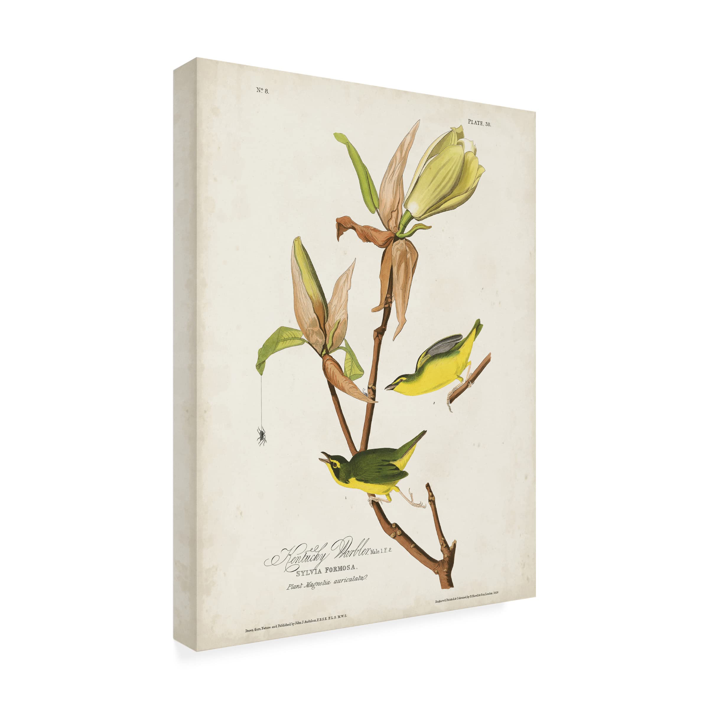 John James Audubon Kentucky Warbler Canvas Art Print - 18x24 Inches Wall Decor for Living Room, Bedroom & Office