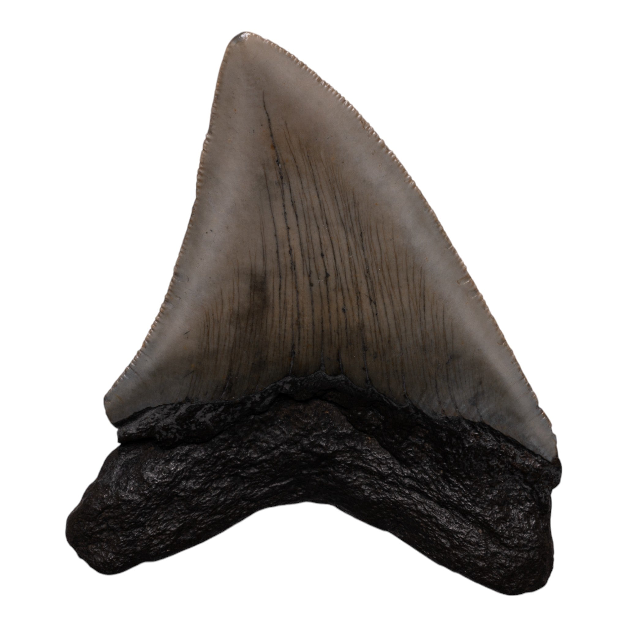 Authentic Megalodon Tooth Fossil - Genuine Prehistoric Shark Tooth Collectible for Display, Jewelry Making & Educational Use