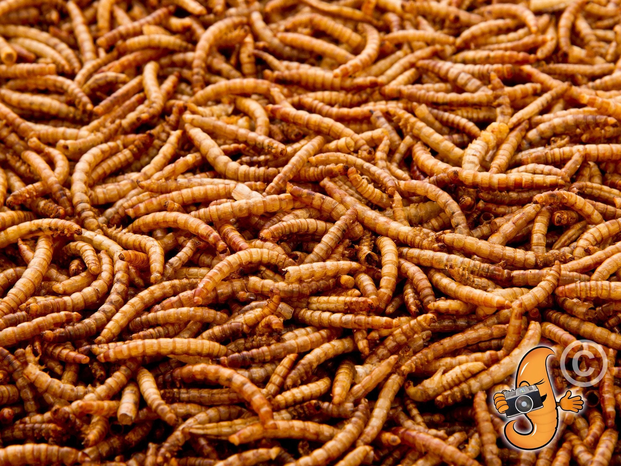 11Lbs Chubby Dried Mealworms - High Protein Bird & Reptile Food for Chickens, Wild Birds, Turtles - Perfect for Pet Feeding, Fishing Bait & Garden Composting