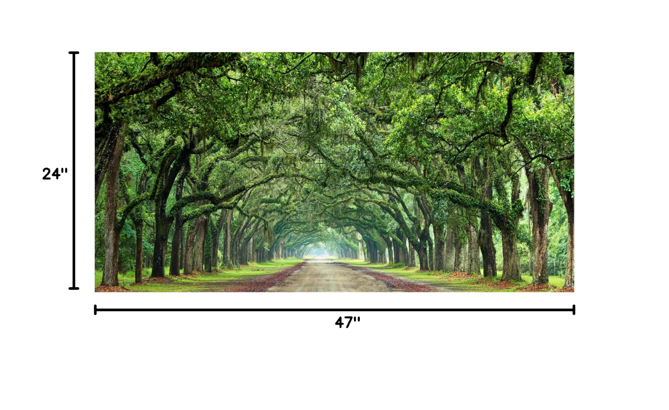 James McLoughlin 'Canopy Road Panorama VI' Canvas Wall Art Print - 24x47 Inches - Nature Landscape Painting for Living Room, Bedroom & Office Decor