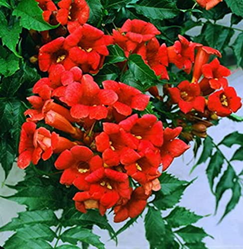 Red Hummingbird Vine