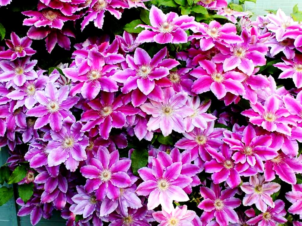 Clematis Henryi Vine - Perennial Flowering Plant - 5 Bulbs for Pots & Gardens - Easy to Grow Year-Round - Perfect Gift for Garden Lovers - Ideal for Trellises, Balconies & Outdoor Decor