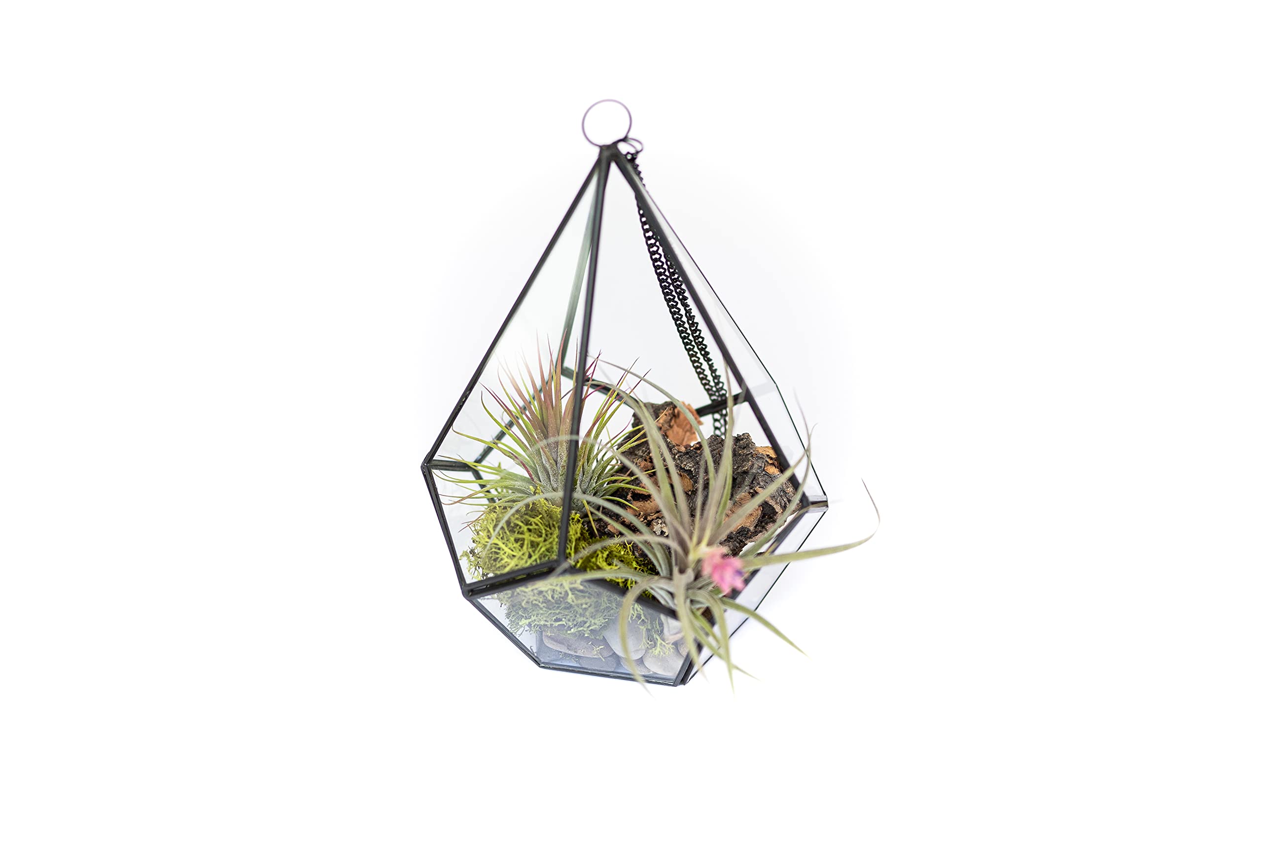 DIY Terrarium Kit with Live Air Plants (Tillandsia) - Creative Succulent Holder for Home & Garden Decor - Easy Care Indoor/Outdoor Plants - Perfect for Office Desk, Wedding Favors & Gift Ideas (Pentagon Shape)